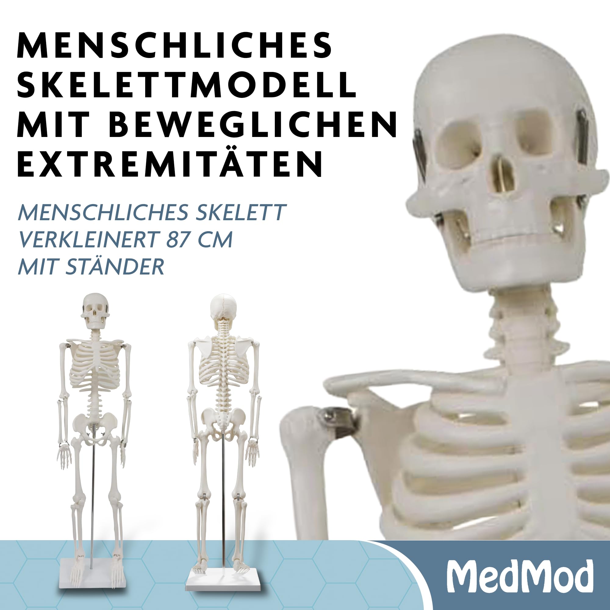 Anatomie Skelett 87 cm, detailliertes menschliches Skelett aus Kunststoff mit beweglichen Extremitäten, für Schule, Studium und Anatomie-Training, Lehrmodell