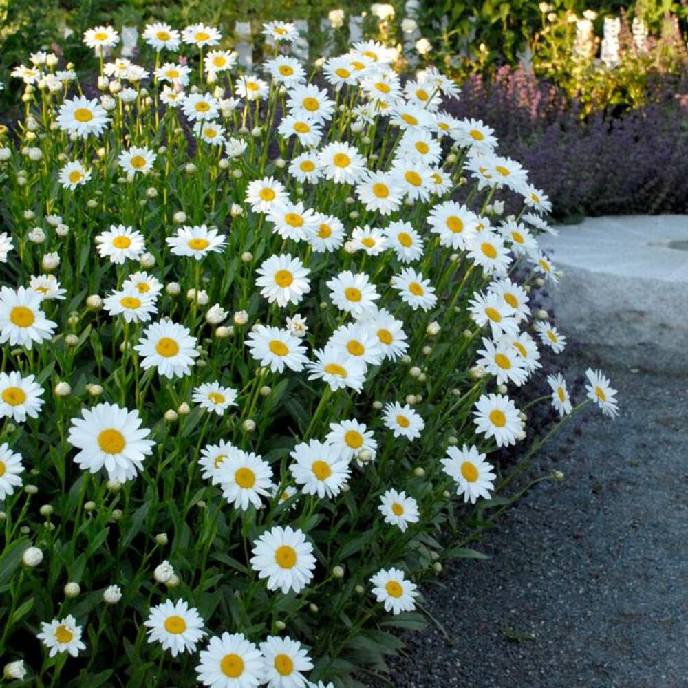 Shasta Daisy Becky
