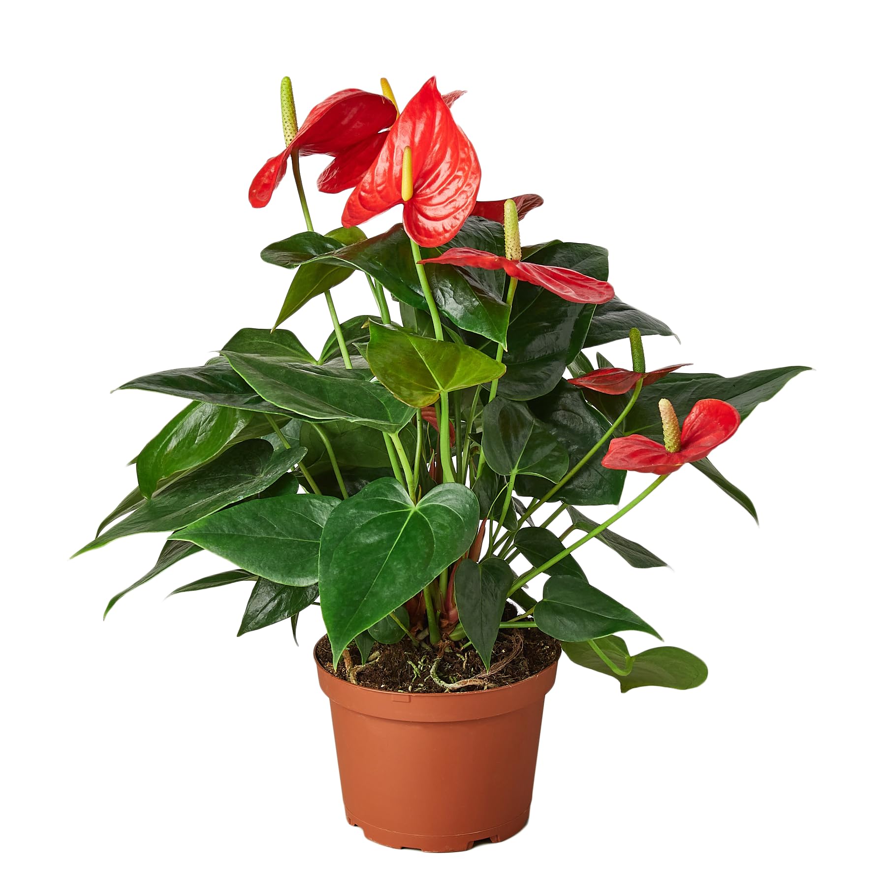 praying plant Desktop Prayer Plant | Delivered Fast, Arrives Tomorrow main image 0