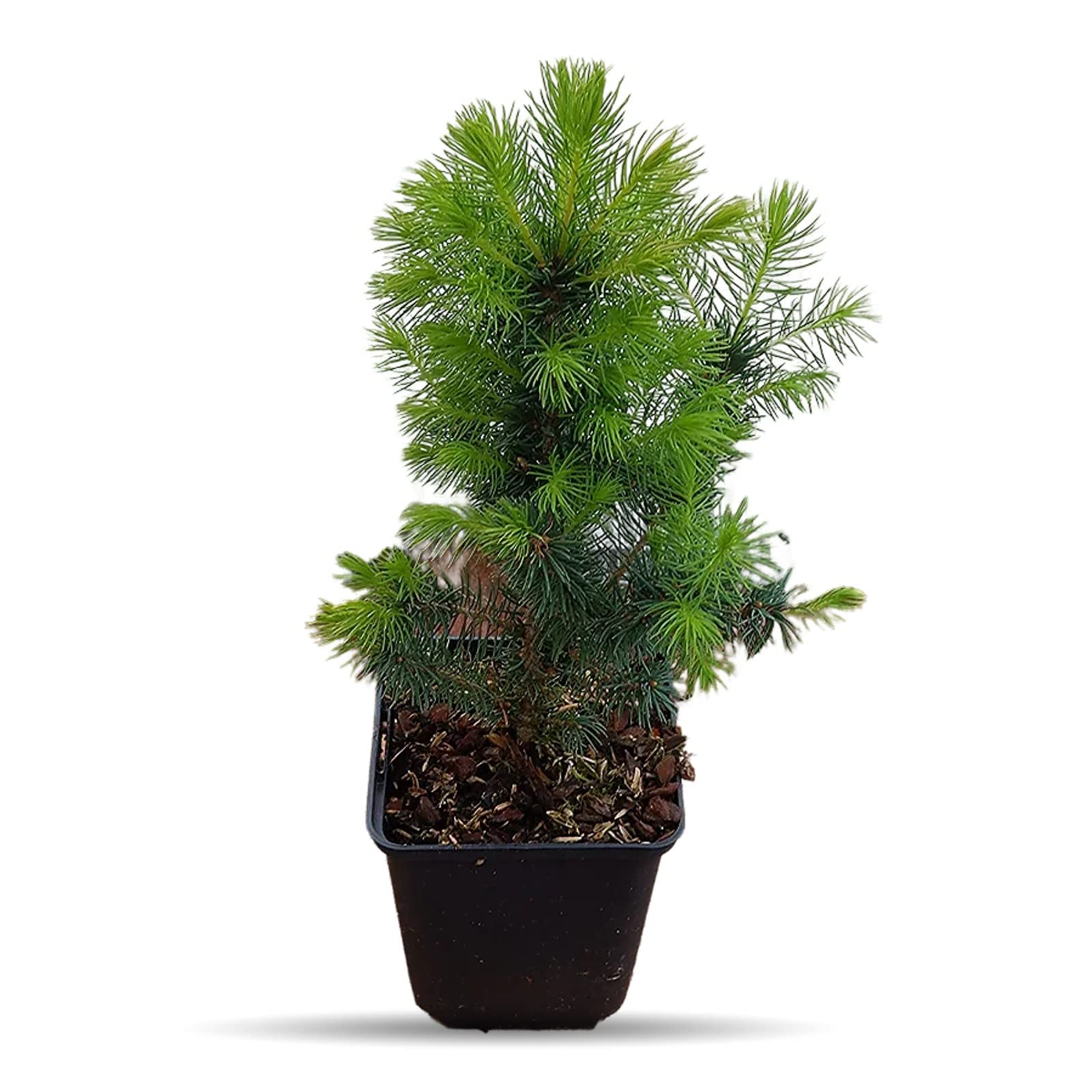 Carbeth Plants Picea Glauca 'Conica' (2 Plants)
