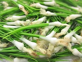 Dollhouse Miniatures Food Lot 10 Loose Green Onion Compatible with Barbie Vegetable Supply 12483