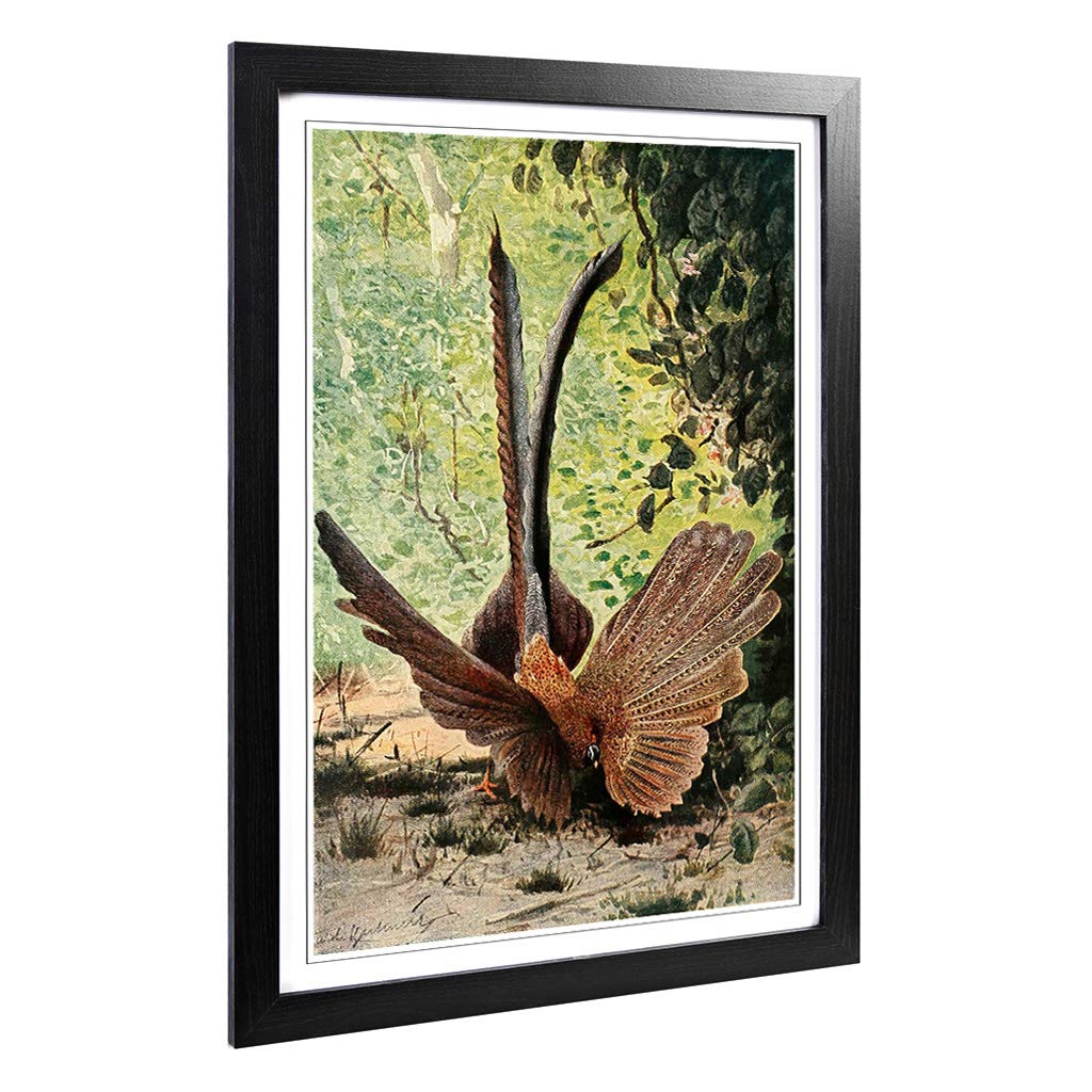 Big Box Art Framed Print of Vintage W Kuhnert Argus Pheasant Design | Wall Art Picture | Home Decor for Kitchen, Living Room, Bedroom, Hallway, Black, A2 / 24.5x18 Inch / 62x45cm