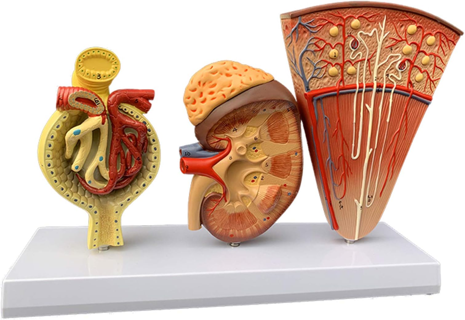 ZXCVBAS Human Anatomy Kidney Model Nephron Glomerular Urinary System Anatomical Model for School Teaching Display Lab Ornament Kidney Profile Model