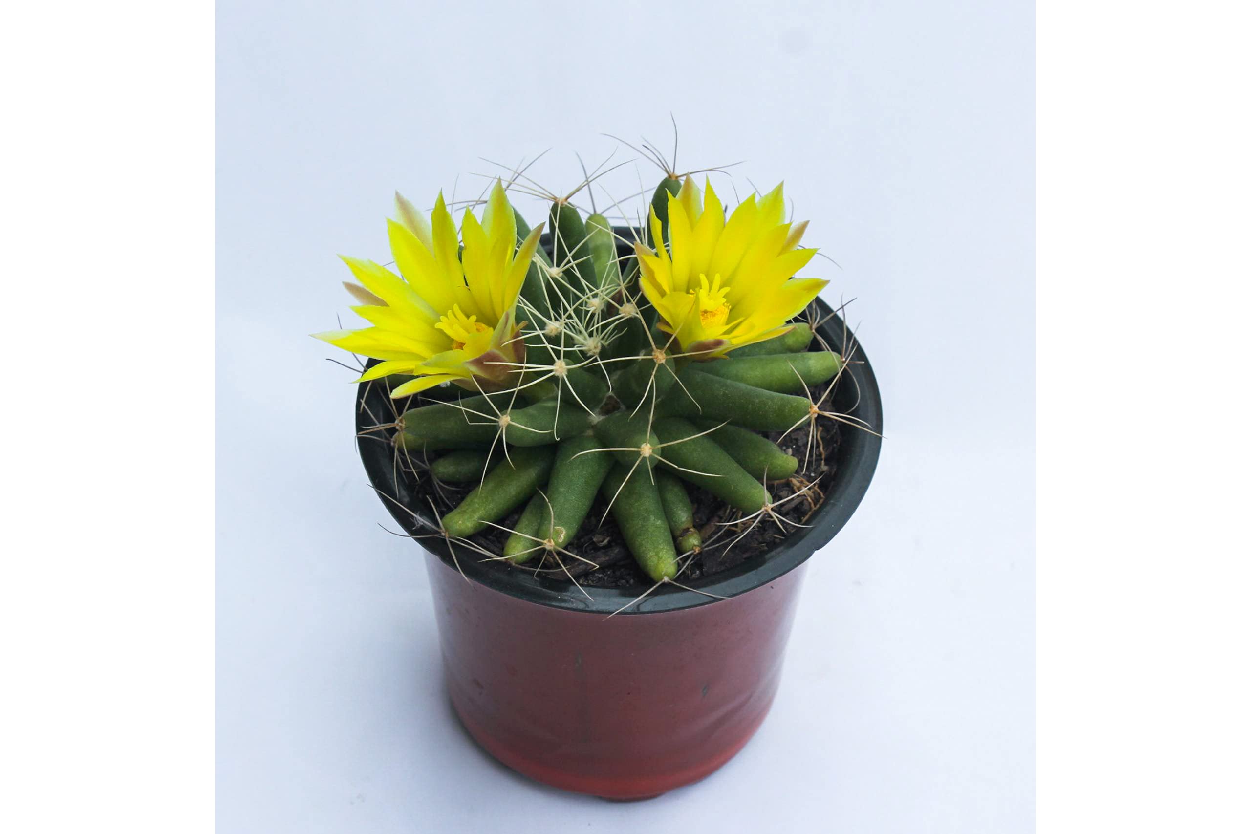 Rudyn Gladioli Farm, Mammillaria Longimamma, Globe Cactus, Nipple Cactus (B08K91Y2DW) Amazon Price History, Amazon Price Tracker
