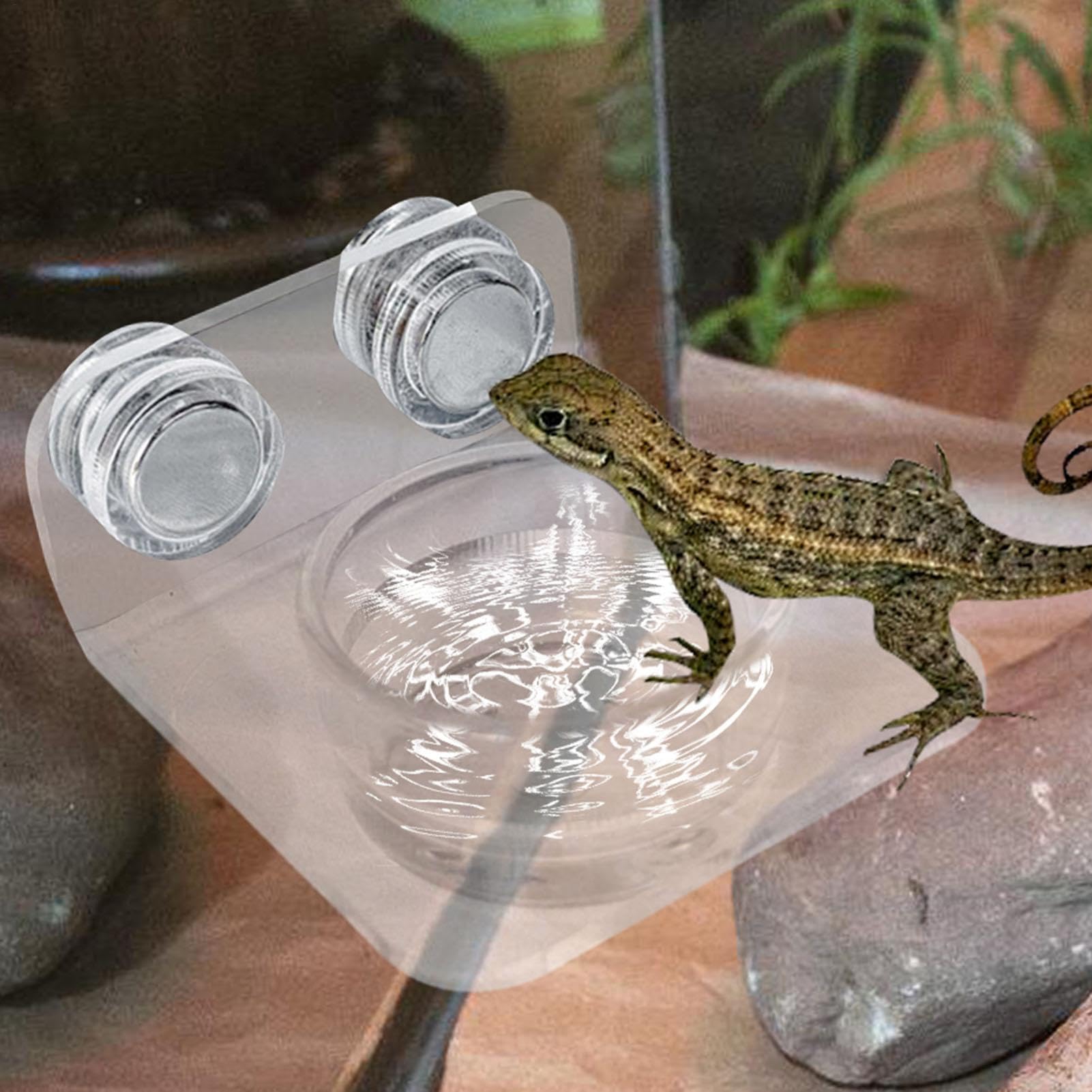 Mensola Mangiatoia Stazione Mangiatoia Rettili Cibo Ripiano Cibo | Vassoio Cibo , Lucertola, Serpente, Tartaruga, Rana, Camaleonte, Drago Barbuto, Iguana, Testuggine, Anolide, Scinco, Varano,