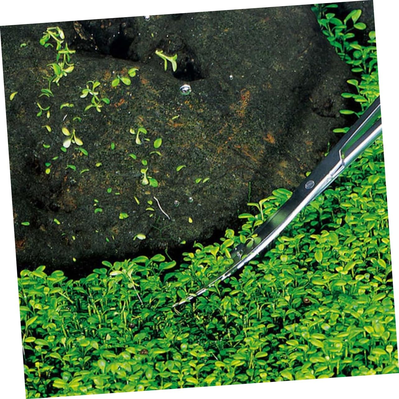 DOITOOL 3stücke Edelstahl Aquariumschneider Mit Gebogenem Schnitt Pflanzenzange Für Aquarienpflanzen Rostfrei Ergonomisches Design Für Präzises Trimmen Von Bodendeckern Und