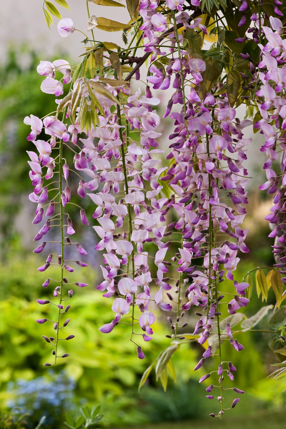 Wisteria sinensis mieszanka błękitnego deszczu, 70-80 cm, w doniczce 17 cm – roślina pnąca, mocno kwitnąca, uszlachetniona dla wysokiej siły kwitnienia, odporna na zimę, idealna do pergoli, ogrodzenia
