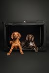 Noah & Paw Collapsible Dog Crate 36 Inches, XL Dog Crate for XL, Large Medium Breed, Travel Kennel for Car, Includes Pet Mat for Pet Cage, 2 Storage Pockets, Handbag, 10mm Locking Zippers 36*25*23