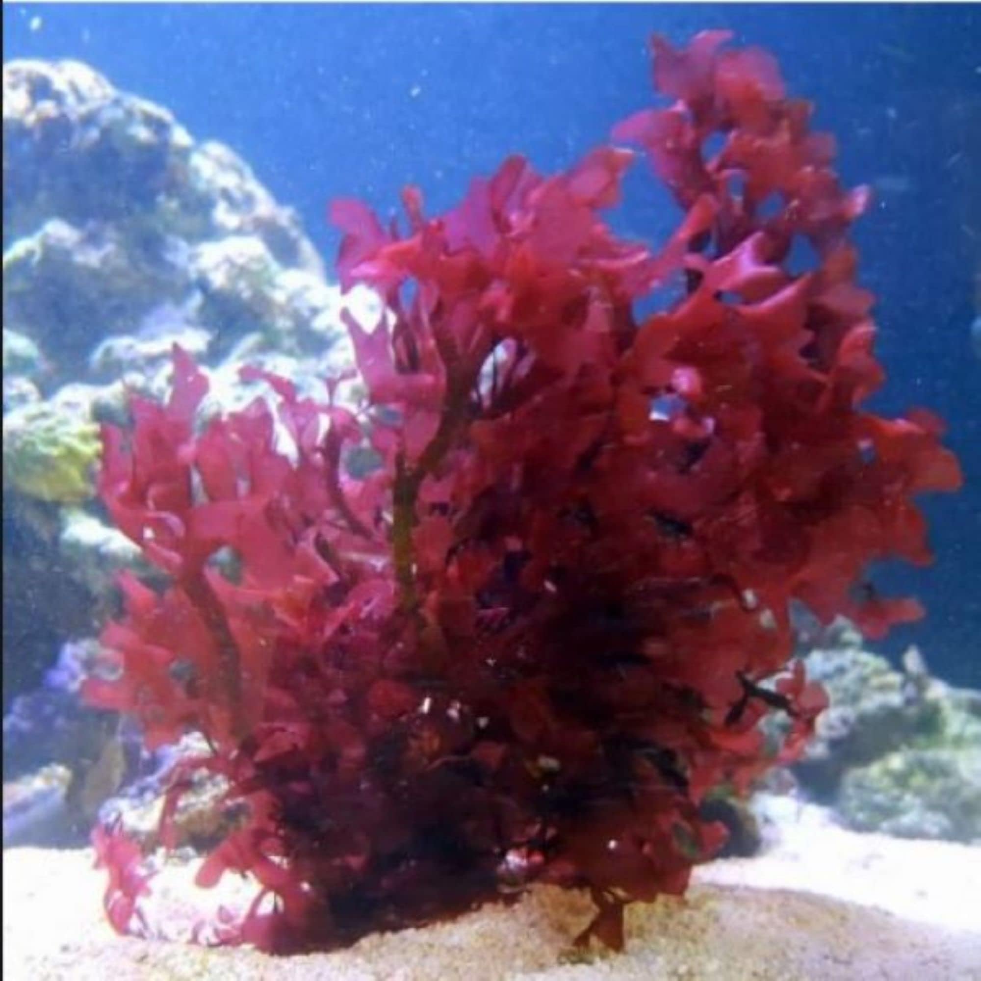 Live Saltwater Gracilaria Pom Pom Red Macro Algae 1 Inch Frag Refugium Copepods Amphipods