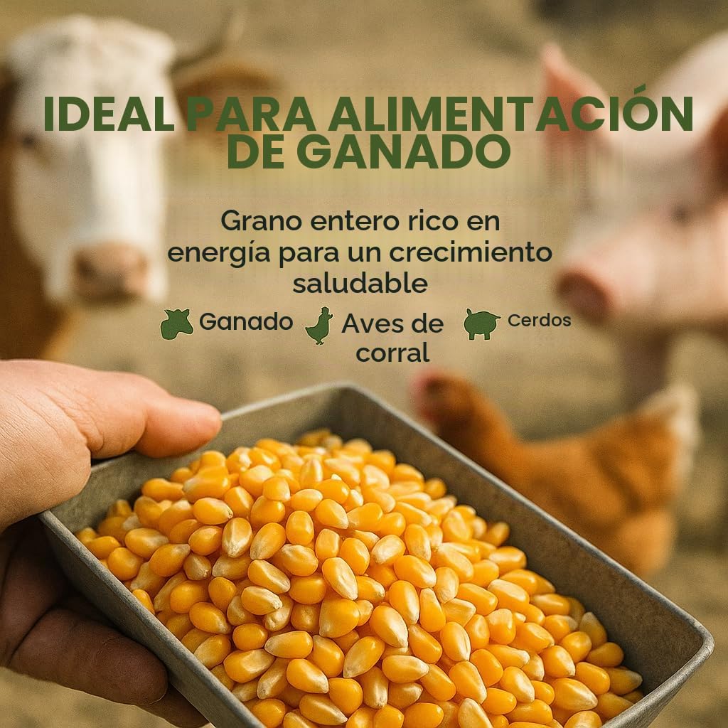 GiDeli Maíz 10 kg amarillo - Granos enteros de maíz en calidad de pienso - Alimento para pollos, patos, caballos y palomas