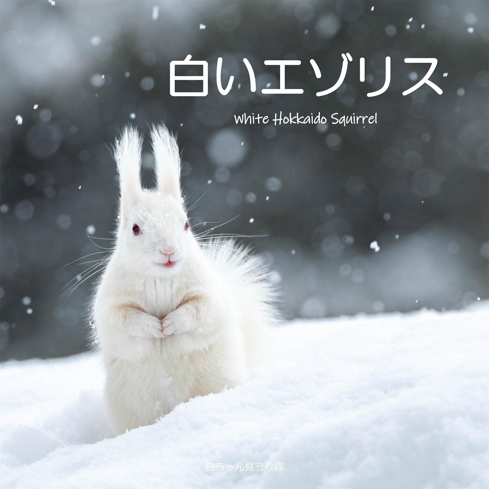 Livre blanc Hokkaido Squirrel Japanese Edition pour passionnés de nature sauvage