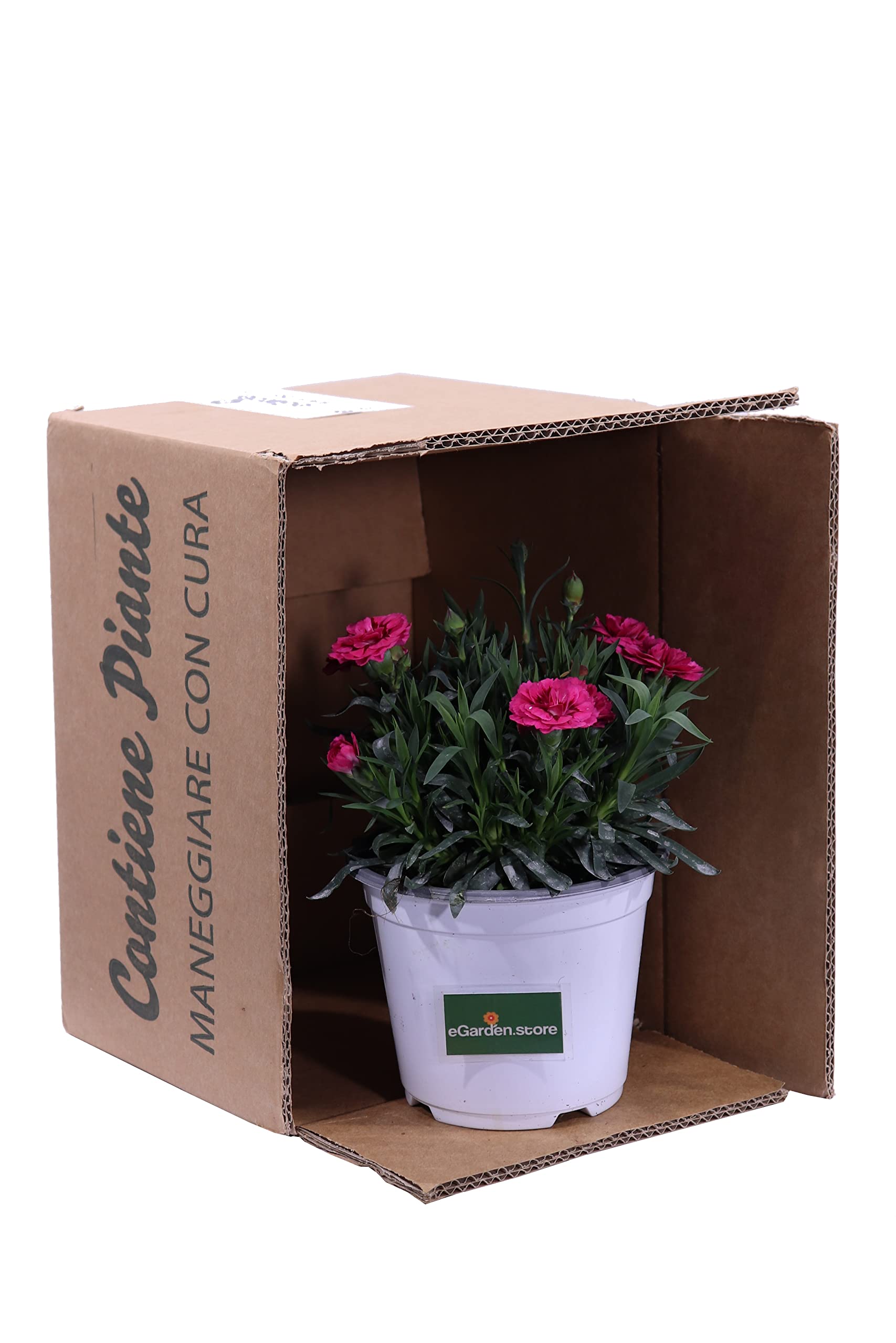 Margherita Camomilla In Vaso 12cm - Pianta Fiori Bianchi Commestibile Per Giardino E Balcone - Foto 5