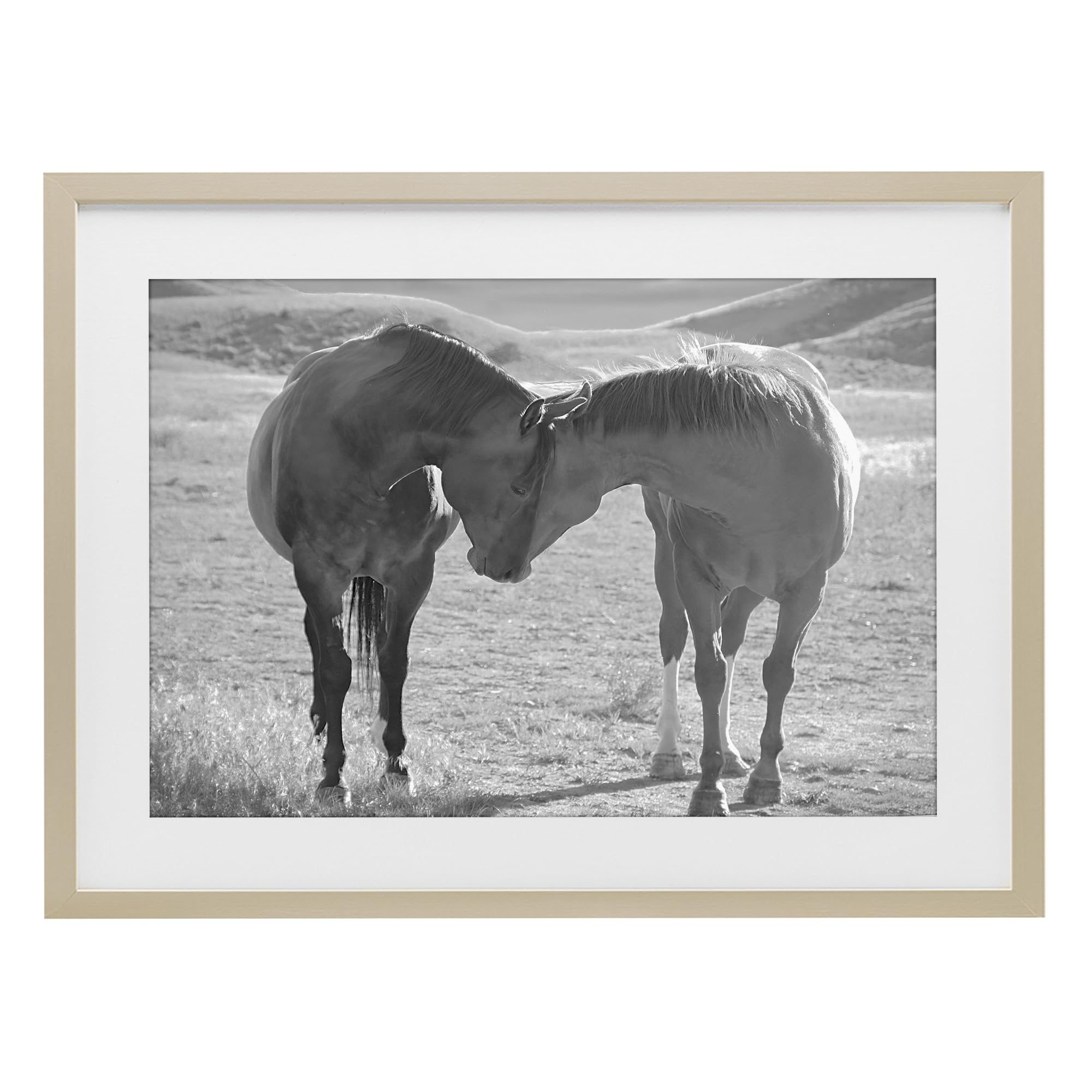 'Sweet Nothings Bond Between Horses'| Framed Print Under Glass