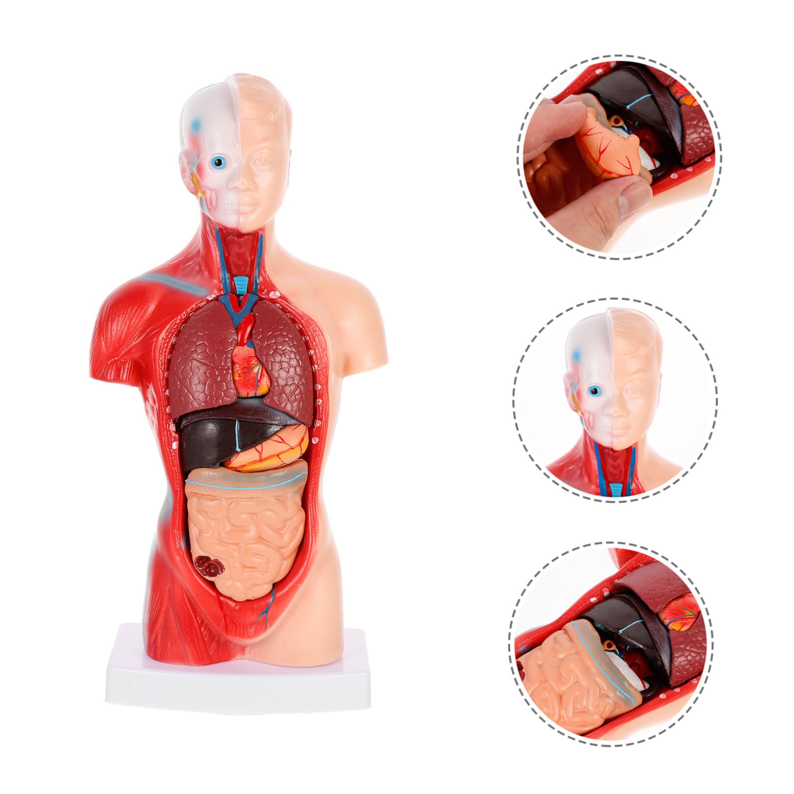Medizinisches Lehrmodell Herz und Organe Anatomisches Organmodell aus Stabilem Material Zerlegbares Biologie Demonstrationsmodell für Unterricht und Patientenerklärung