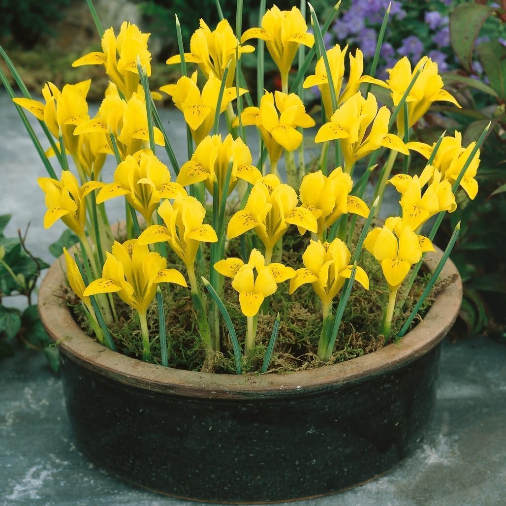 Iris Danfordiae Dwarf Iris - Fragrant Flowers, Perennial Iris Flower Bulbs for Planting | Easy to Grow and Low Maintenance (40 Pack)
