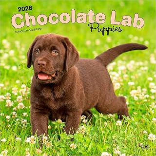 Chocolate Labrador Retriever Puppies | 2026 12 x 24 Inch (Hanging) Monthly Square Wall Calendar | Plastic-Free | BrownTrout | Animals Dog Breeds Puppy