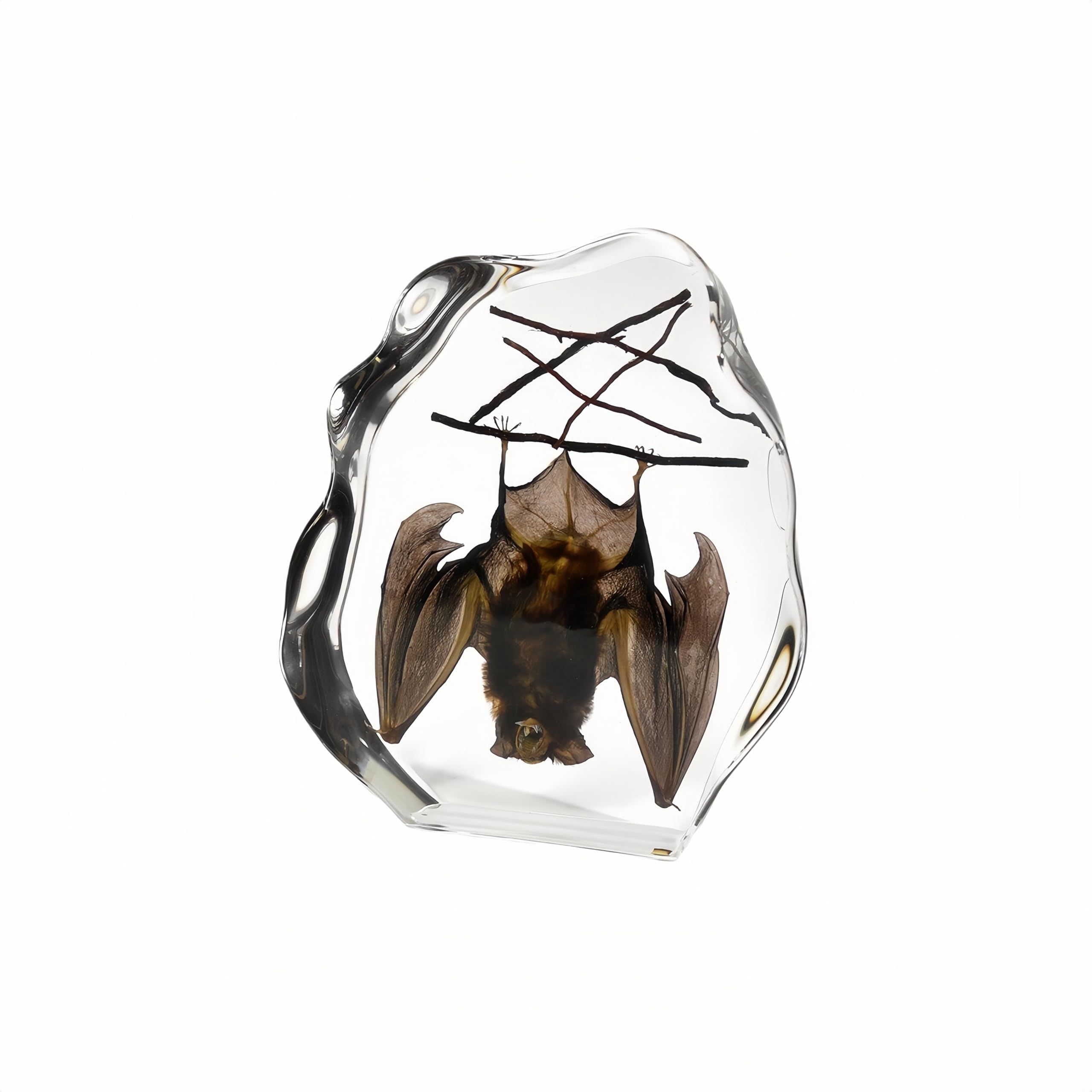 Drxrd Women's Big Taxidermy Bat,Real Taxidermy Bat,Taxidermy Bat In Resin,Oddities And Curiosities Halloween Decor Bat Specimen For Science Classroom Specimens Education,Memorial Gift For ,Collectable Insect Decor