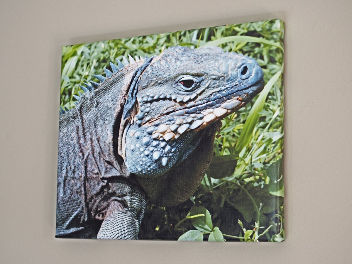 Cayman Blue Iguana 10 x 12 Canvas