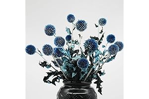 20+ Blue Dried Thistle Flowers, 15" Natural Preserved Echinops