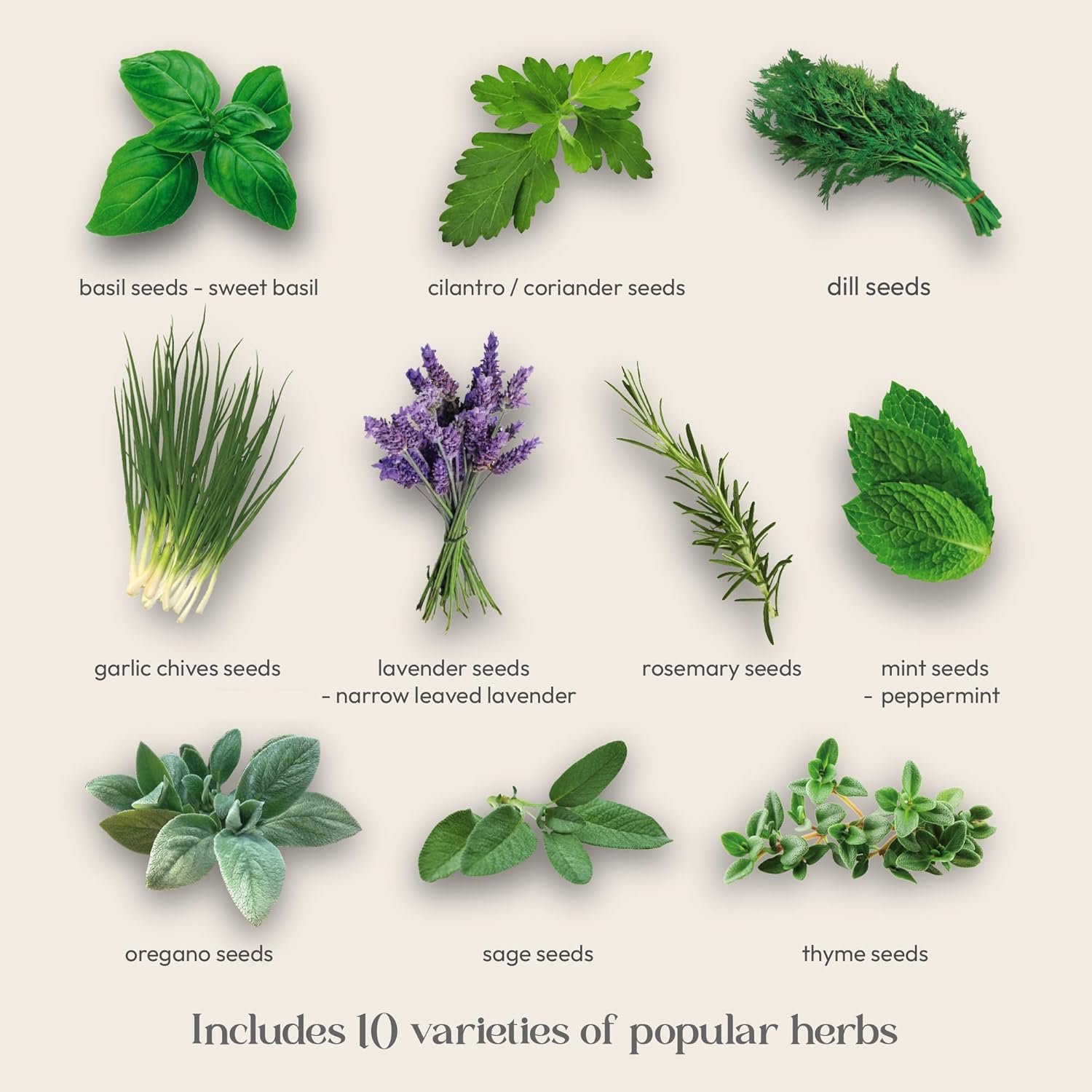 Window Herb Garden Kit – 10 GMO-Free Indoor Herbs with Biodegradable Bamboo Pots – Eco-Friendly Kitchen Planter Set for Easy Gardening & Sustainable Growing – A Unique Gift for Women and Kids - Image 3