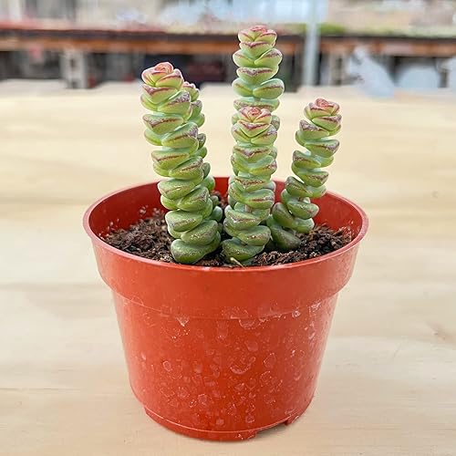 Miniatura 2 de Cotyledon Orbiculata cv. en maceta de iniciación de 4 pulgadas, planta suculenta viva rara totalmente enraizada con tierra, oficina en casa,