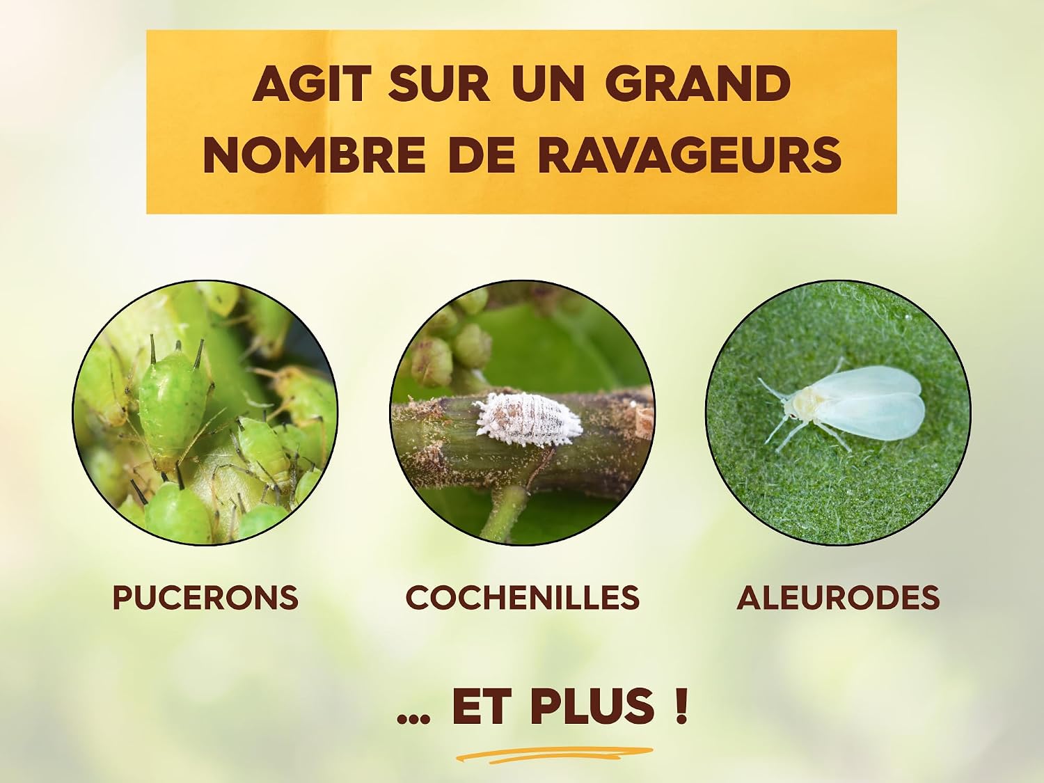 SOLABIOL Anti Insectes Polyvalents - Action Rapide - Effets Visibles En 3h - 100ml - Pucerons Cochenilles Aleurodes - Utilisable En Agriculture Biologique SOLIPOLY100N — vue 5