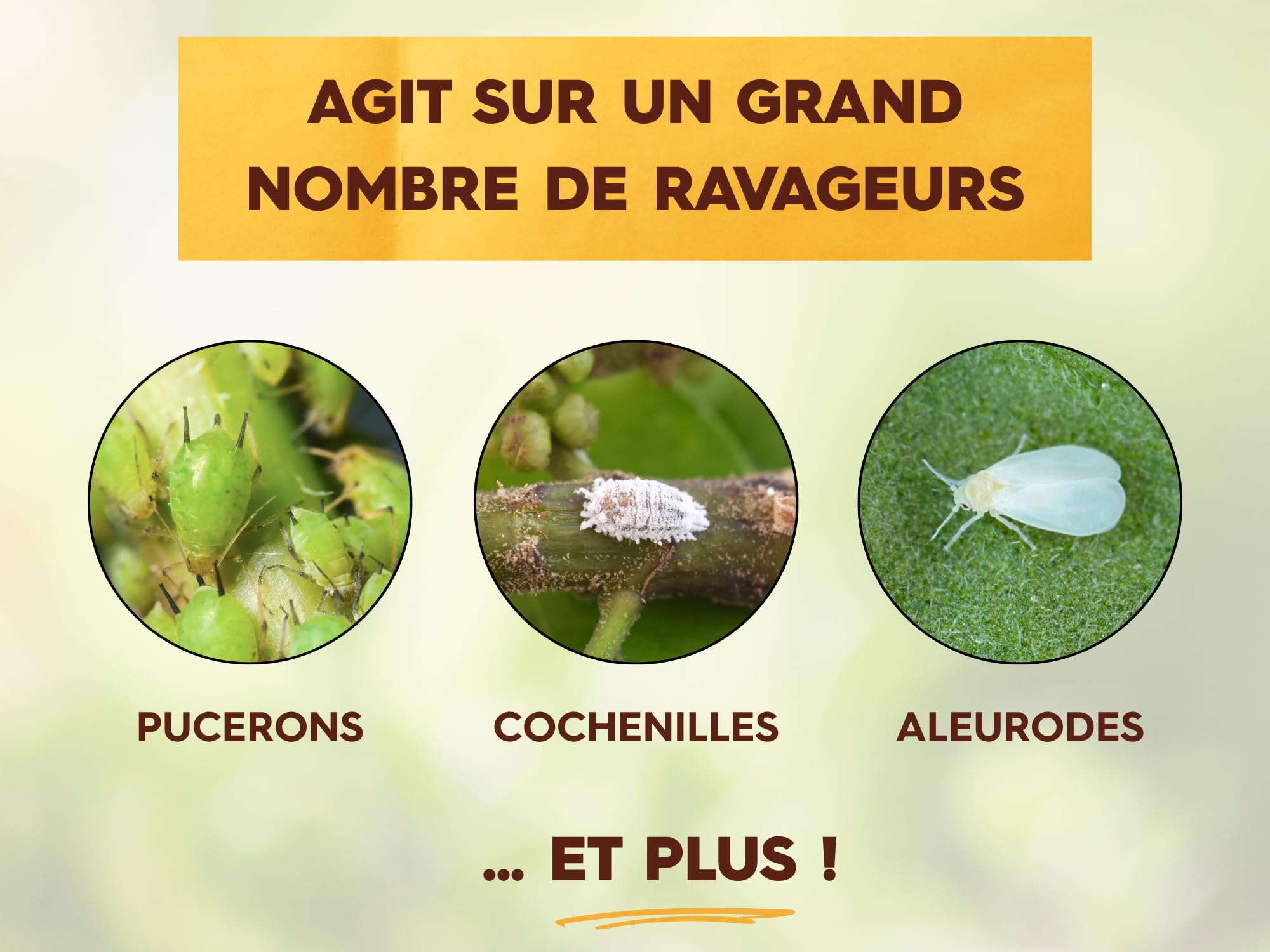 SOLABIOL Anti-Insectes Polyvalents - Action Rapide - 100ml | Effets Visibles en 3h - Pucerons, Cochenilles, Aleurodes - Utilisable en Agriculture Biologique - SOLIPOLY100N