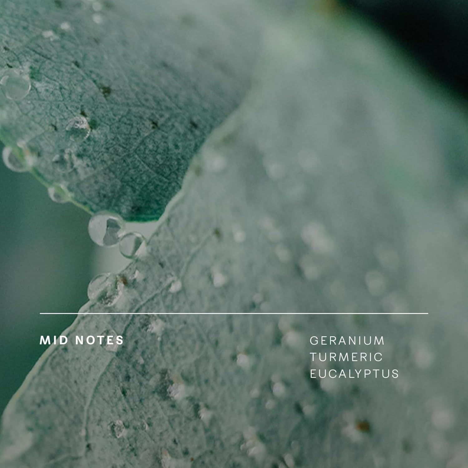 Future Society Reclaimed Flame Perfume - Rich Citrus Eau de Parfum with Notes of Bergamot, Grapefruit & Eucalyptus - Luxury Perfume Inspired by Africa's Wildflower - Modern Unisex Fragrance - 9.5ml - Image 5