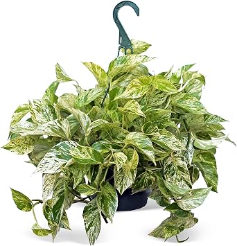 Marble Queen Pothos