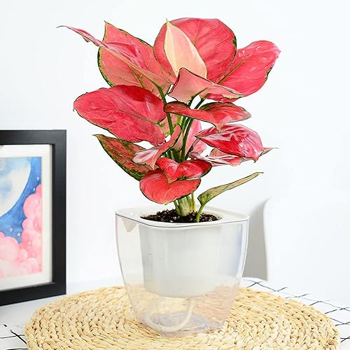 Miniatura 6 de Lyellfe Paquete de 6 macetas de plástico autorriego, macetas de violeta africana transparente de 4 pulgadas para plantas de interior, maceta de