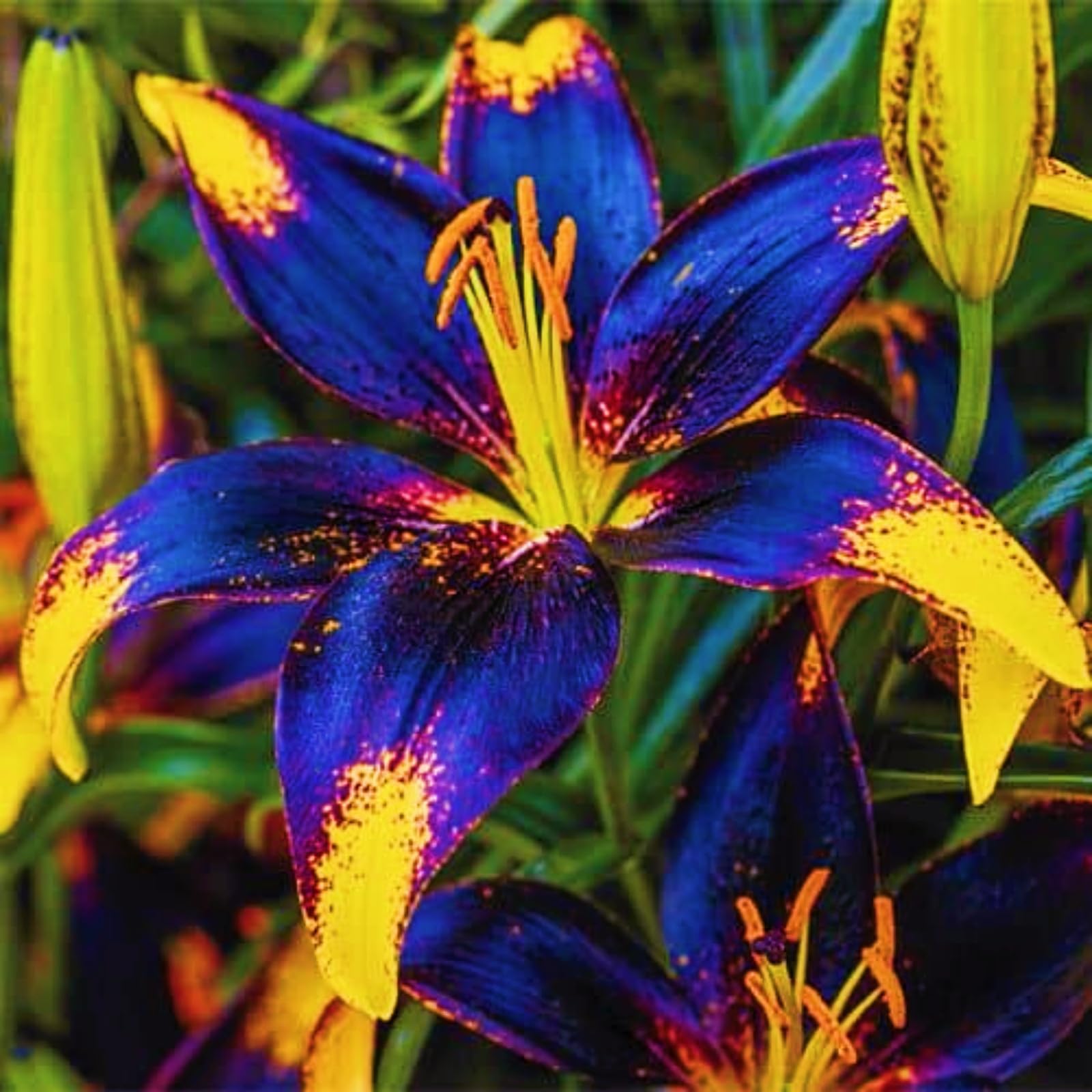 Lily Bulbs Mix Lily Bulbs For Planting Flowering Root Excellent