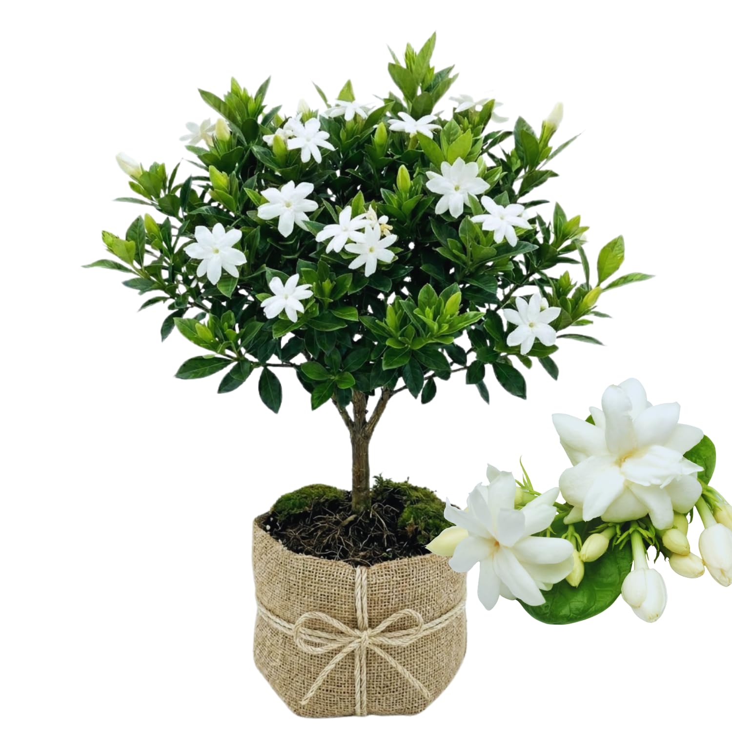 Jasmin Amazon.com : 2 Jasmine Plants Live, Climbing Jasmine Flower Plant