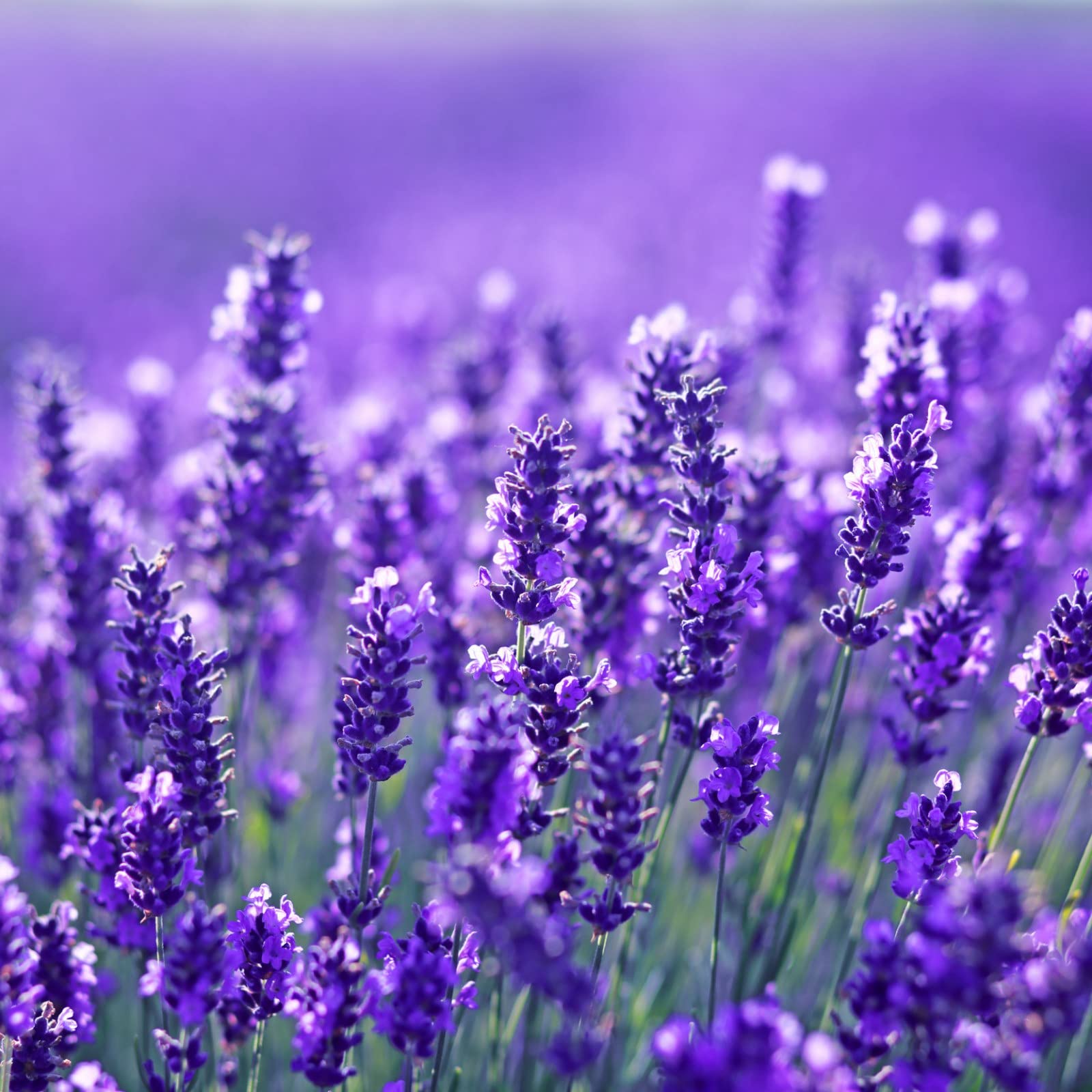 Audbhidhi Flower Seeds | Lavender Seeds For Planting | Lavender Flower Seeds | lavender Seeds For Home Gardening | Lavender Seeds Combo pack of 50 seed pack of 2 packet (B0BD7WBS62) Amazon Price History, Amazon Price Tracker