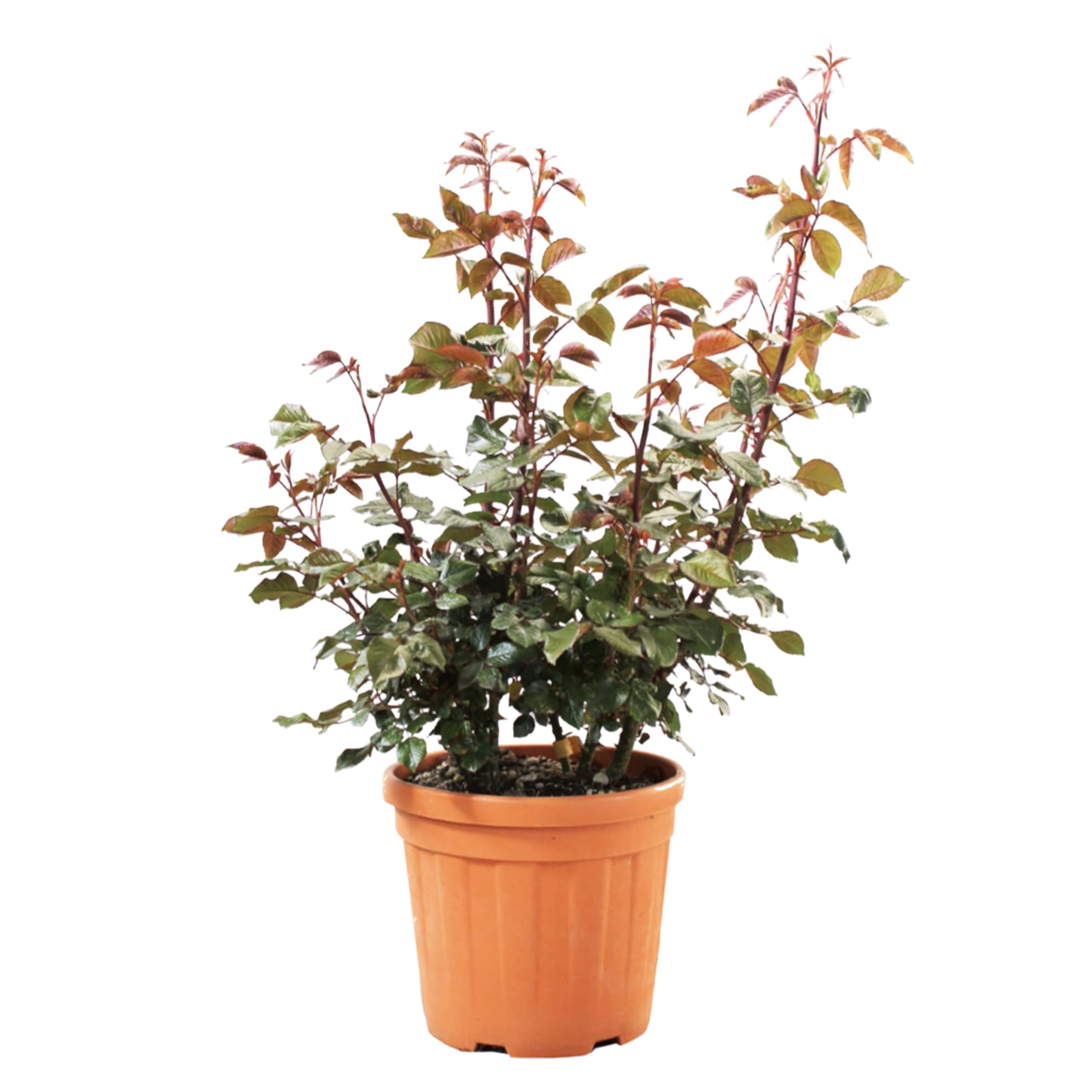 NG NICCOLAI VASO "COSMO" COLORE NERO O TERRACOTTA VARIE MISURE - PLASTICA RICICLATA E RICICLABILE - MADE IN ITALY (TERRACOTTA, 66/61x48(H) cm. - 110 LT)
