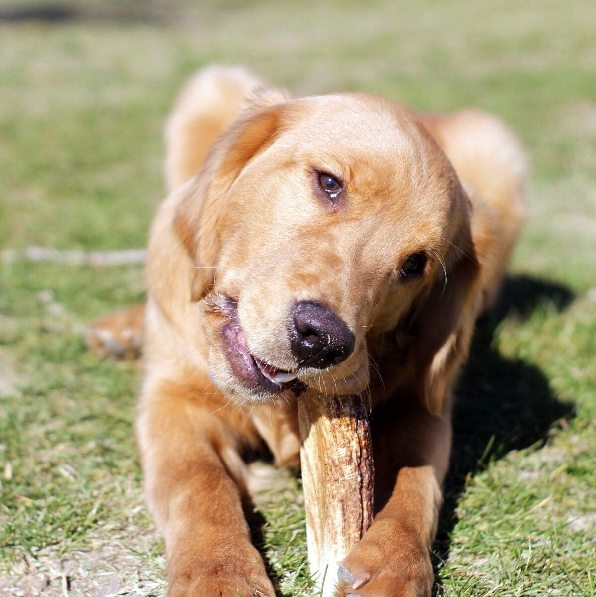 Perfect Pet Chews Elk Antler Dog Chew - Grade A, All Natural, Organic, and Long Lasting Treats - Made from Naturally Shed Antlers in The USA - Large Treat - 5-Count