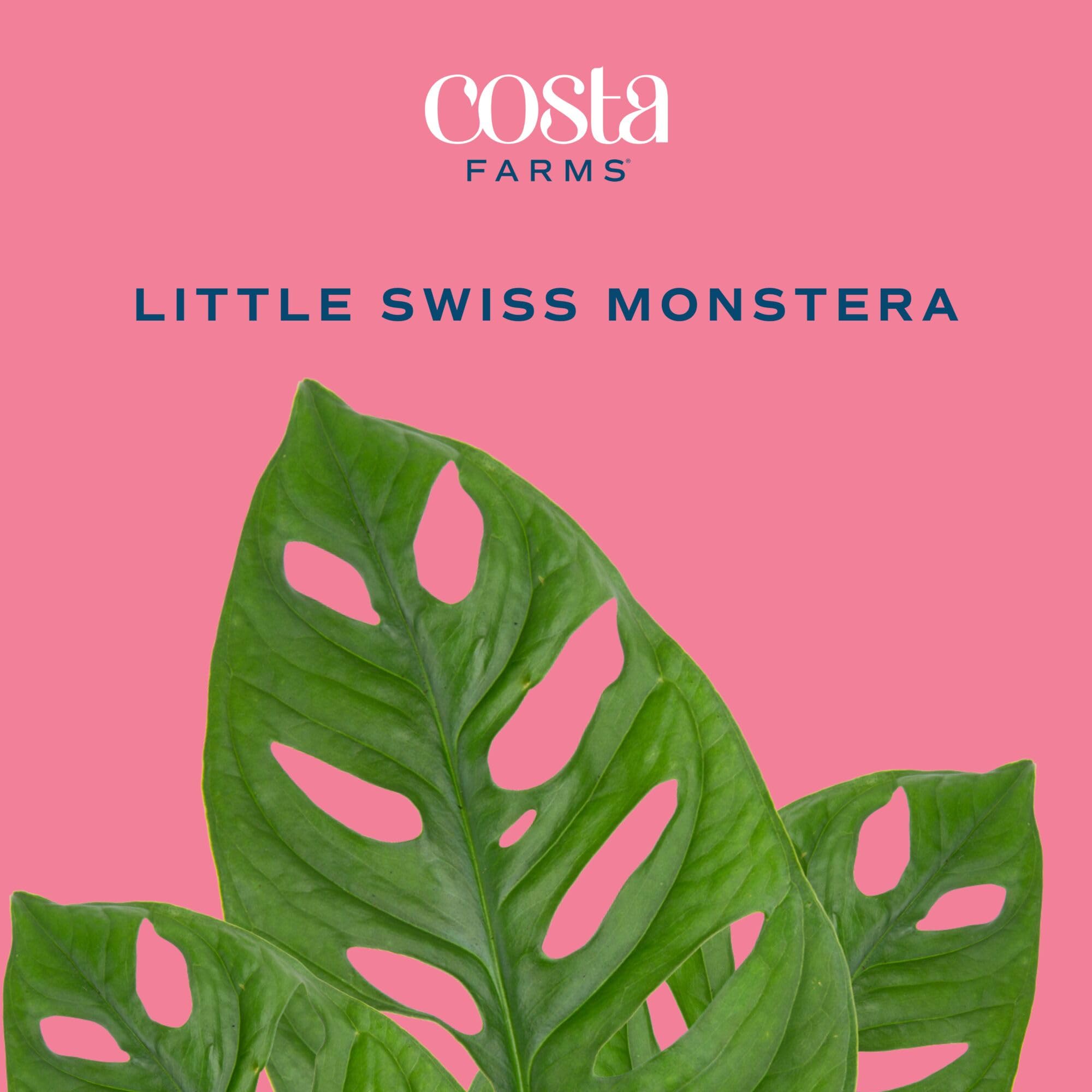 Amazon.com : Costa Farms Little Monstera Plant, Easy to Grow Houseplant,  Live Indoor Plant Potted in Cute Garden Plant Pot, Potting Soil,  Housewarming Gift, Home, Office, and Tropical Room Decor, 12-Inches Tall :