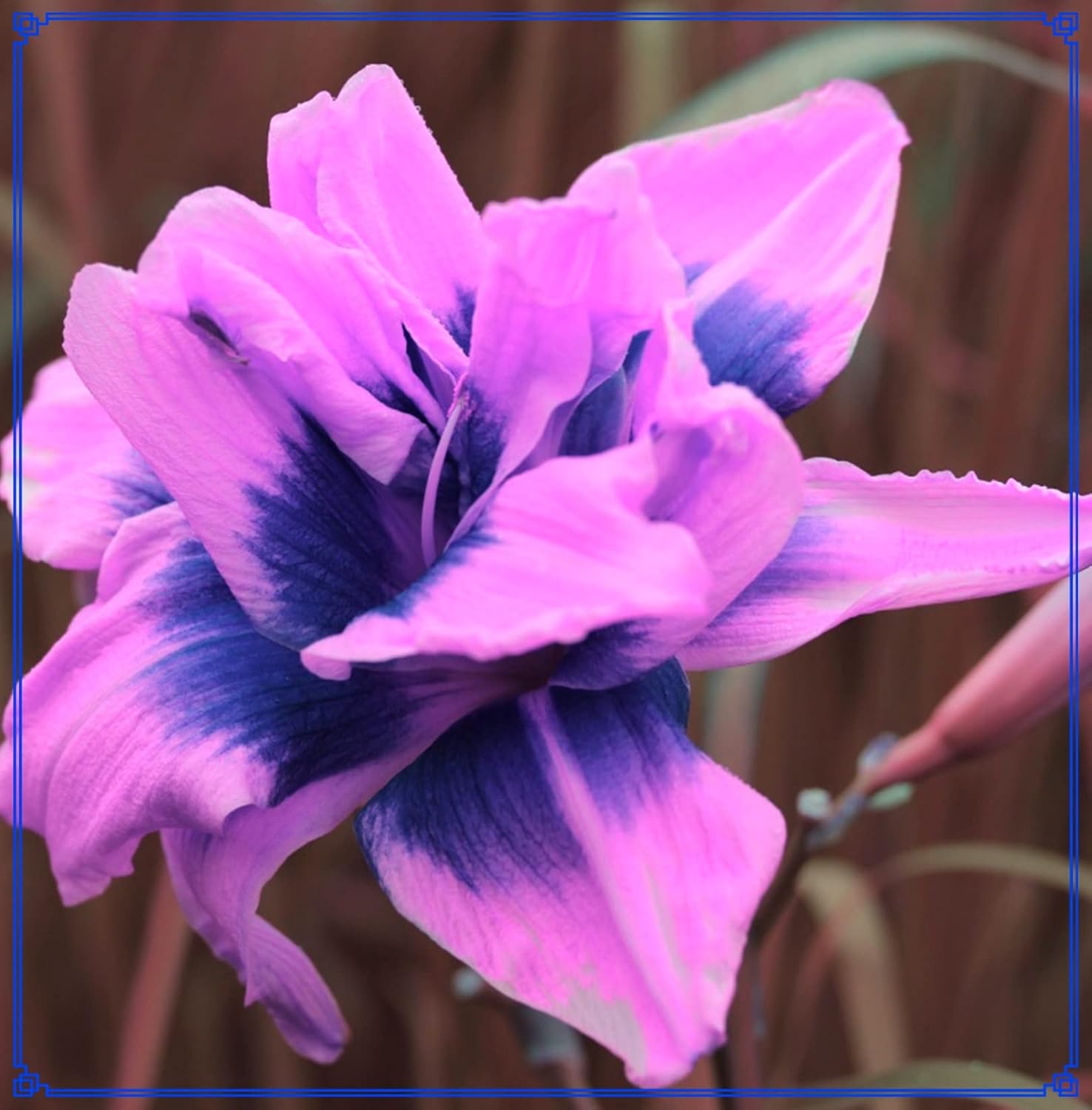 QGD(Daylily) Tubers Bulk Flower Plant Planted Lovely