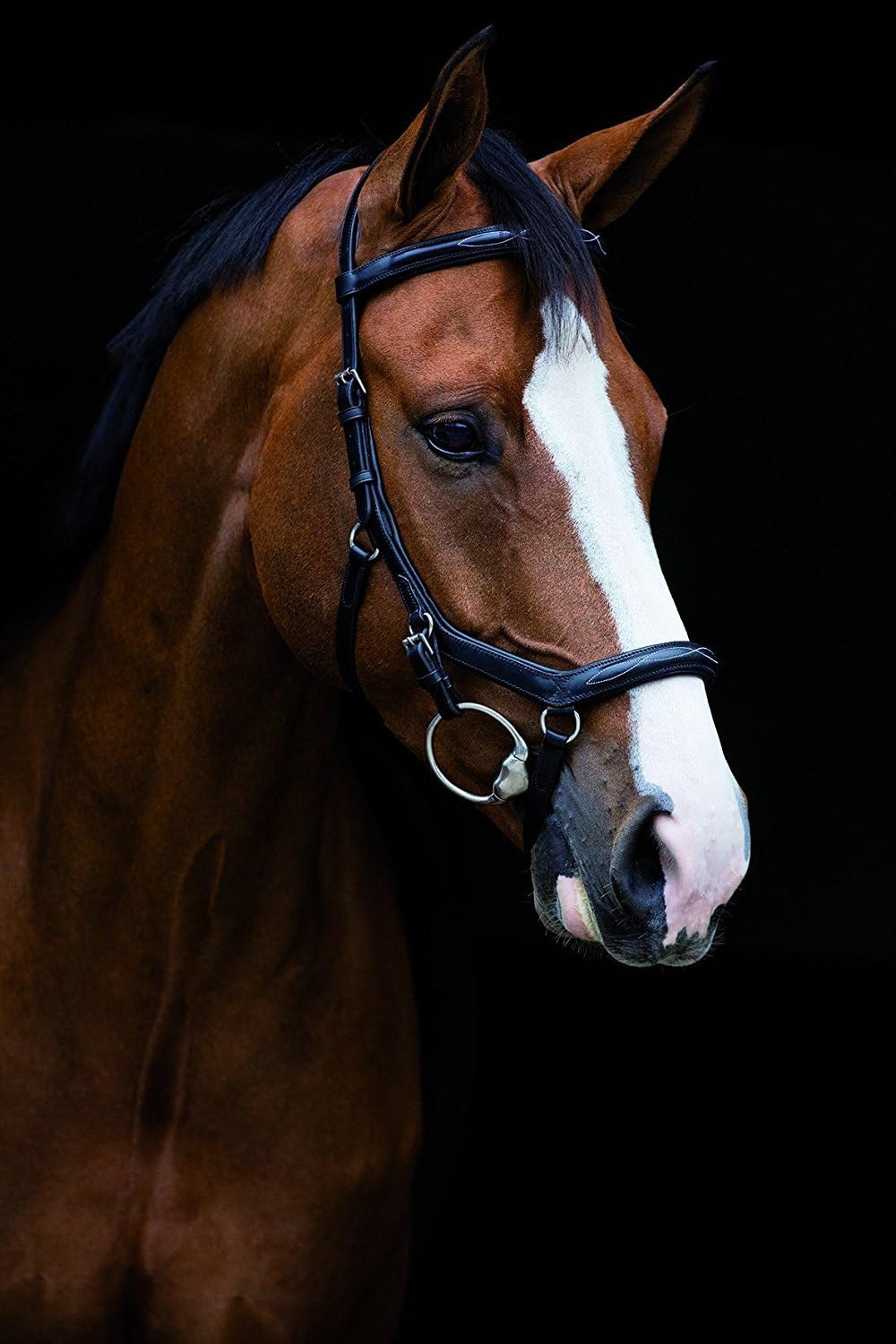 Micklem Deluxe Competition English Leather USA, Black - Standard Horse