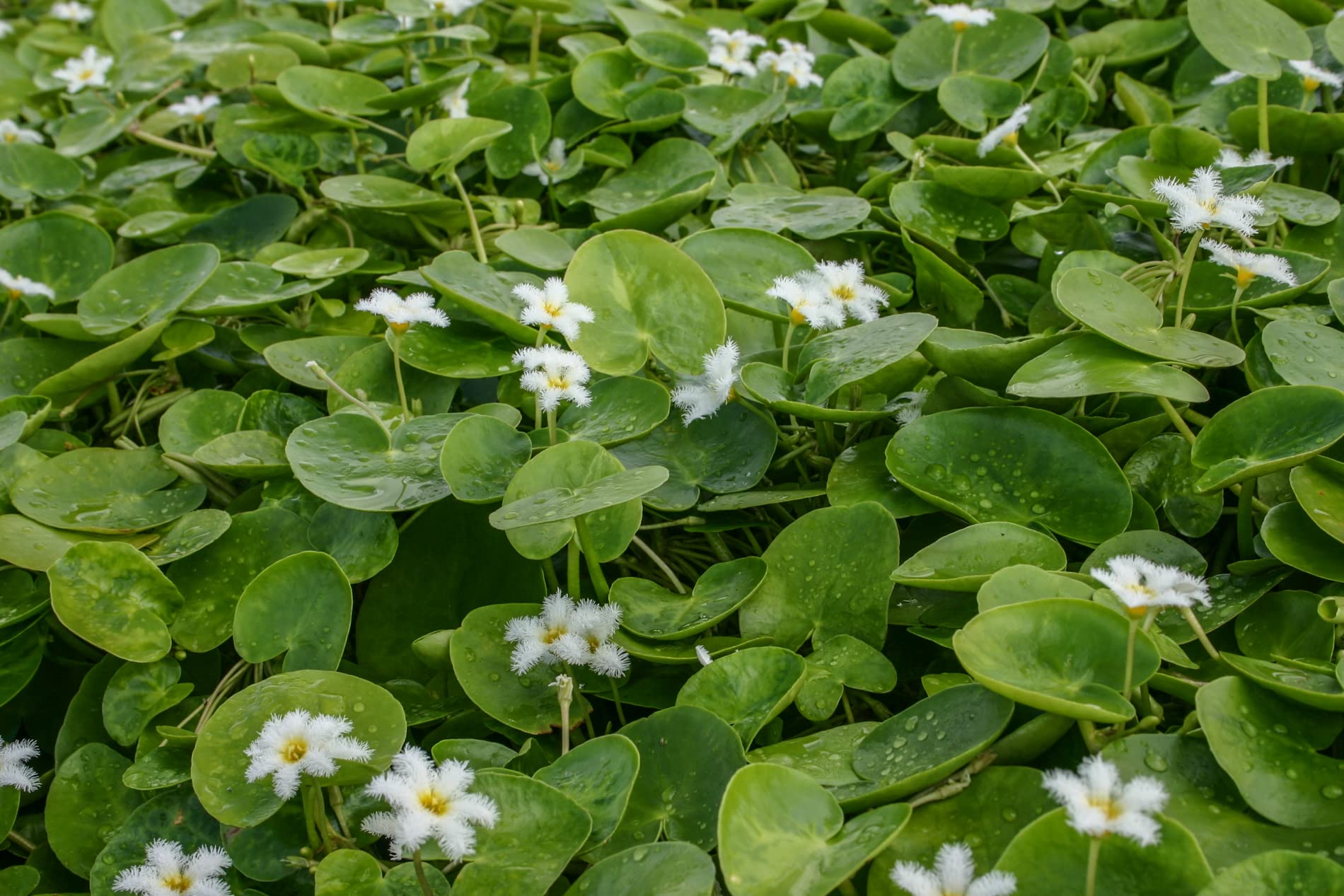 White Snowflake | Surface Pond Plants - Easy Water Garden Plants
