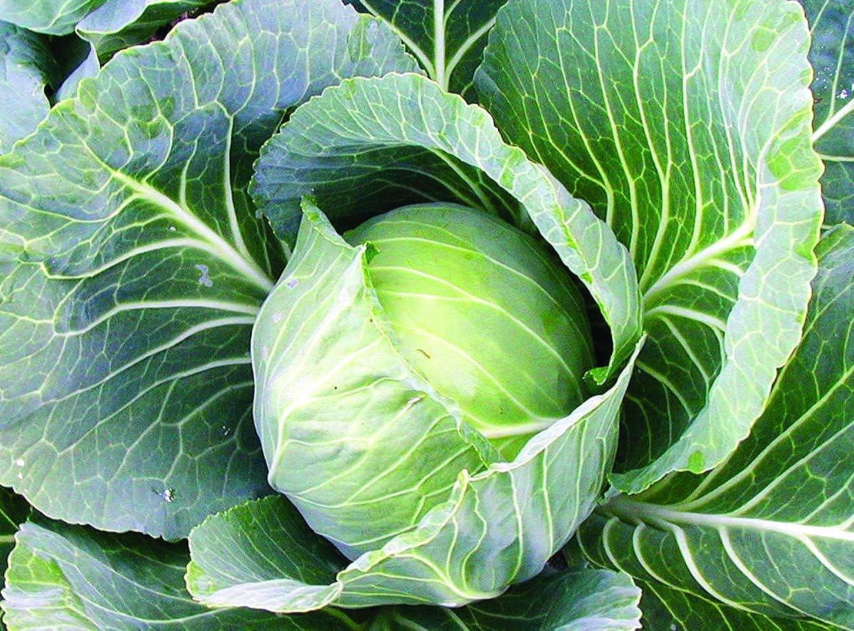 Late Flat Dutch Cabbage Seed, Heirloom, 100 Seeds, Non GMO