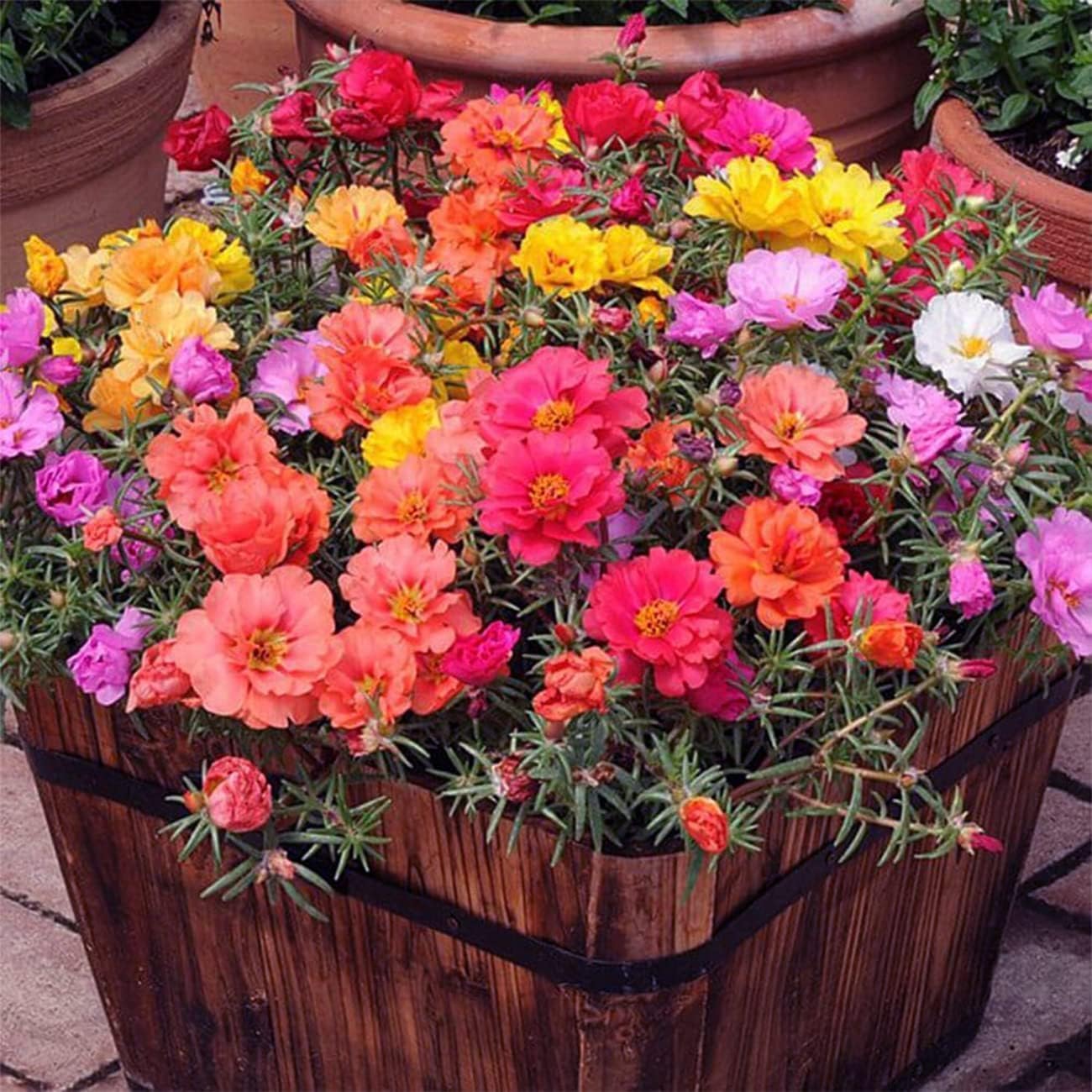 10000 Mixed Moss Rose Seeds - HOA Mười Giờ - AKA. Portulaca Grandiflora Mix, Moss-Rose Purslane, Eleven O'clock, Heat & Drought Tolerant 2 Grams