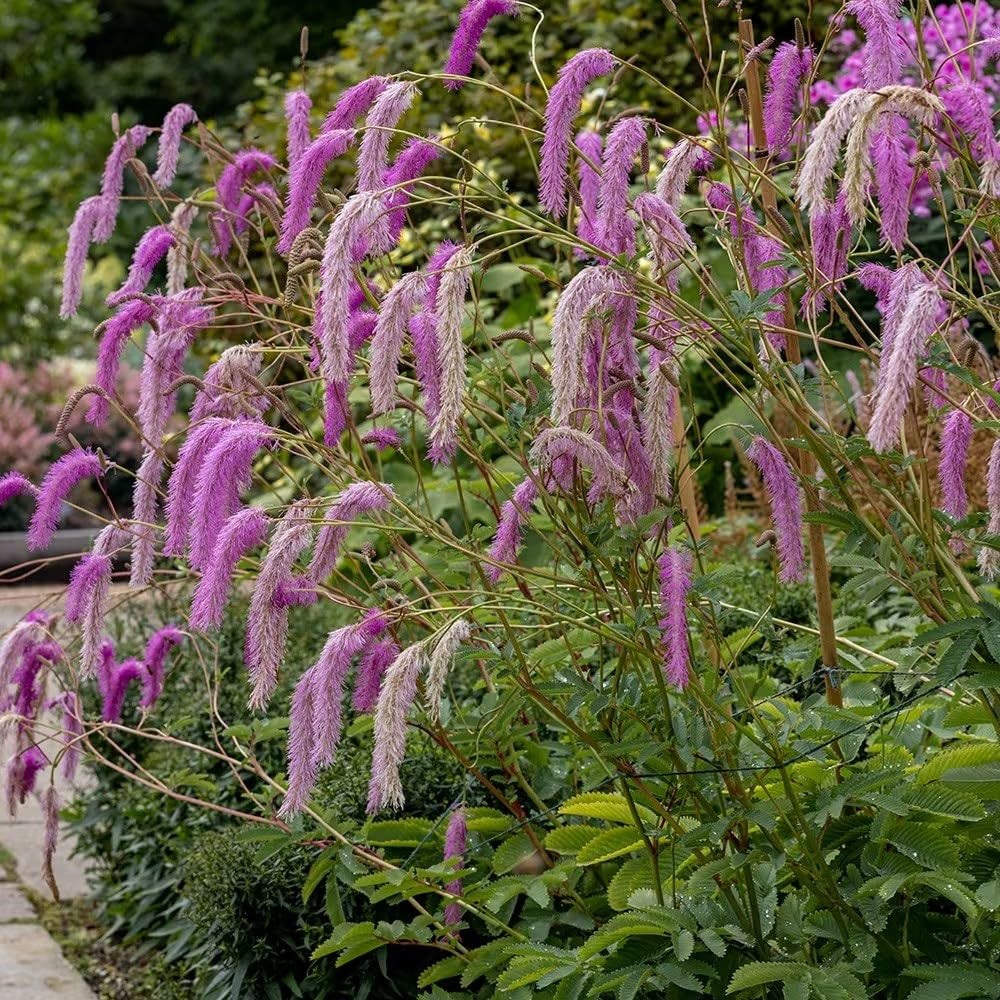 Plant Theory 9cm Pot Sanguisorba Hakusanensis Lilac Squirrel Burnett Perennial