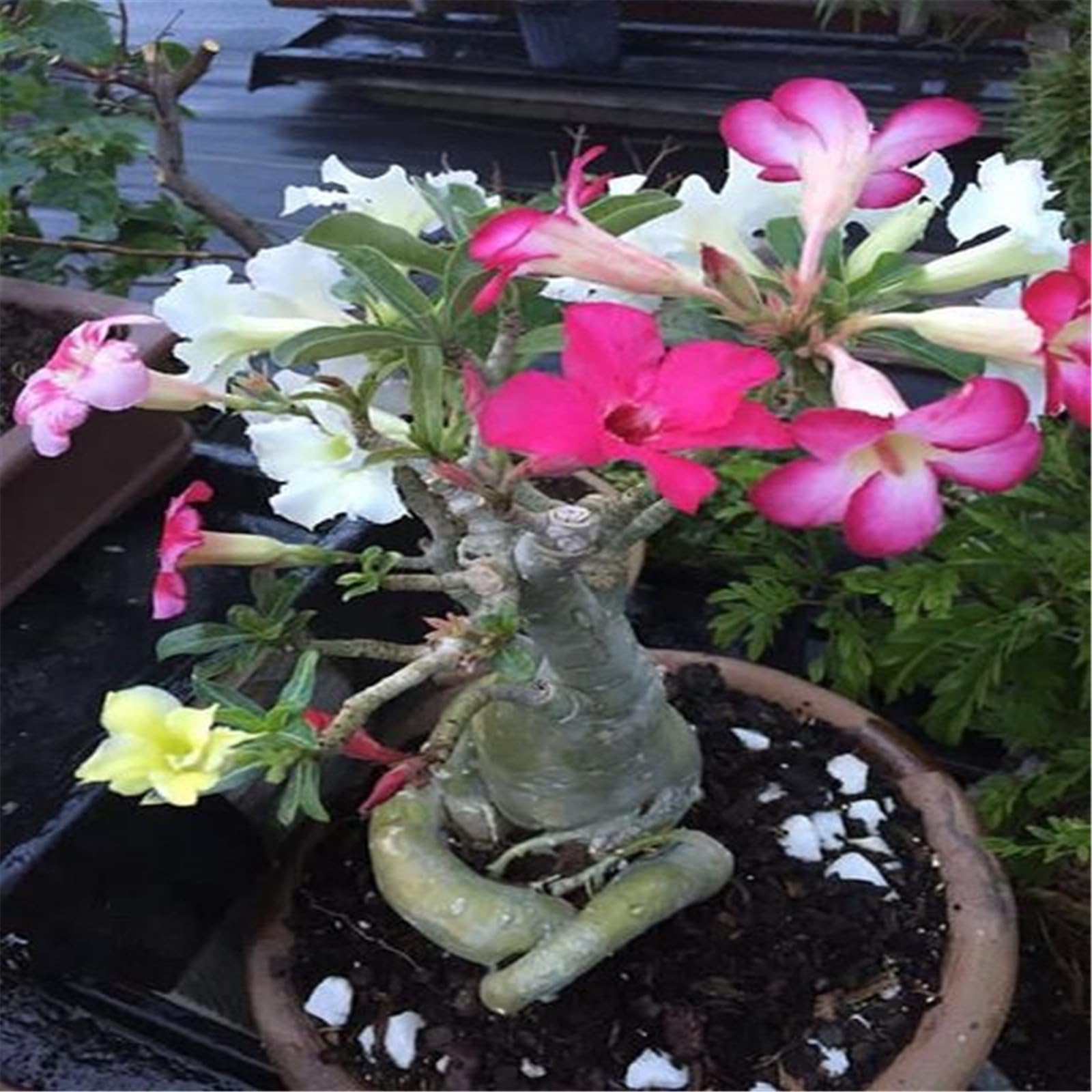 Rosa Del Desierto - Bulbo De Adenium Obesum, Una Planta Suculenta Con Mucho Carácter