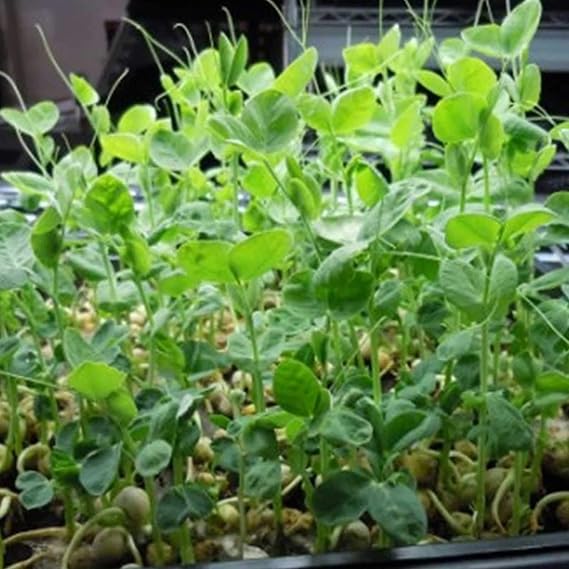 Handy Pantry Green Pea Sprouting Seed 8 Oz for Sprouts, Garden Planting