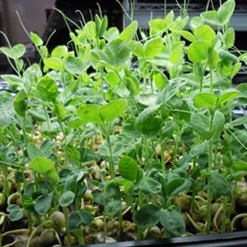 Handy Pantry Green Pea Sprouting Seed 8 Oz for Sprouts, Garden Planting