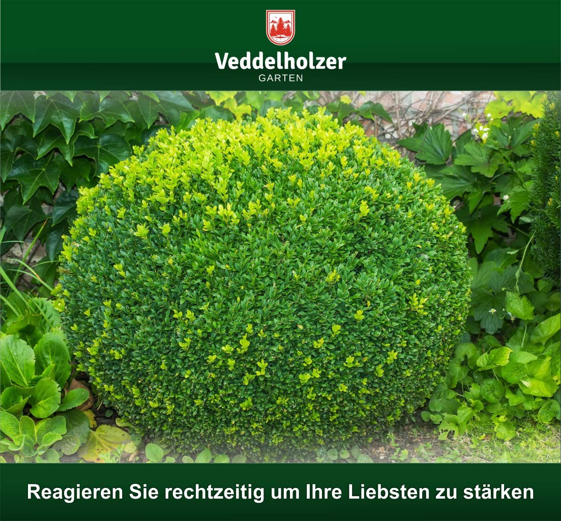 DER SIEGER 09/2020 Veddelholzer 6kg Bio Algenkalk 100% reines Pulver aus Meeresalgen stärkt Widerstandskraft & Regeneration des Buchsbaum beim Buchsbaumzünsler Buchsbaumdünger Naturdünger