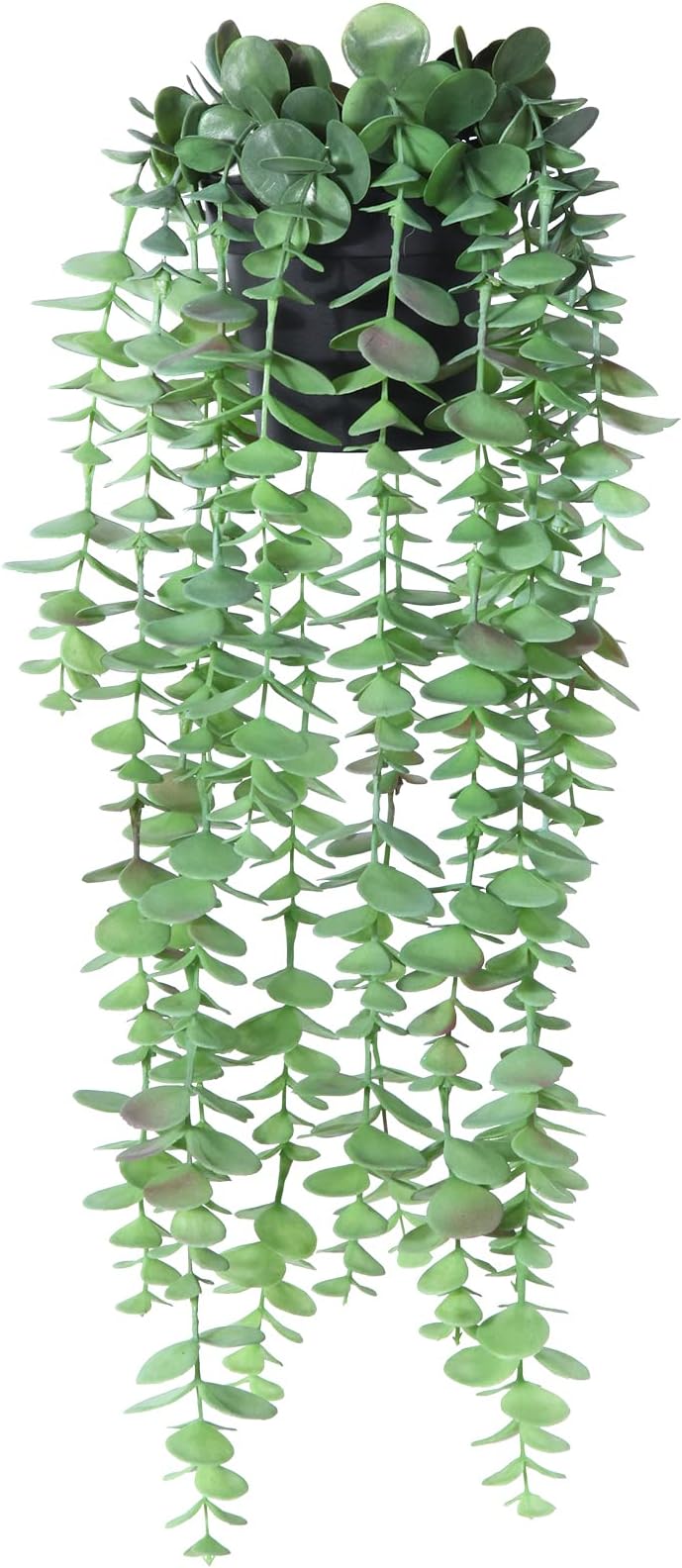 zier bananenpflanze rote Zierbanane 100-120 cm Ensete ventricosum Maurelii