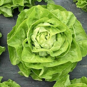 Seeds May Queen Butterhead Lettuce Non GMO Heirloom