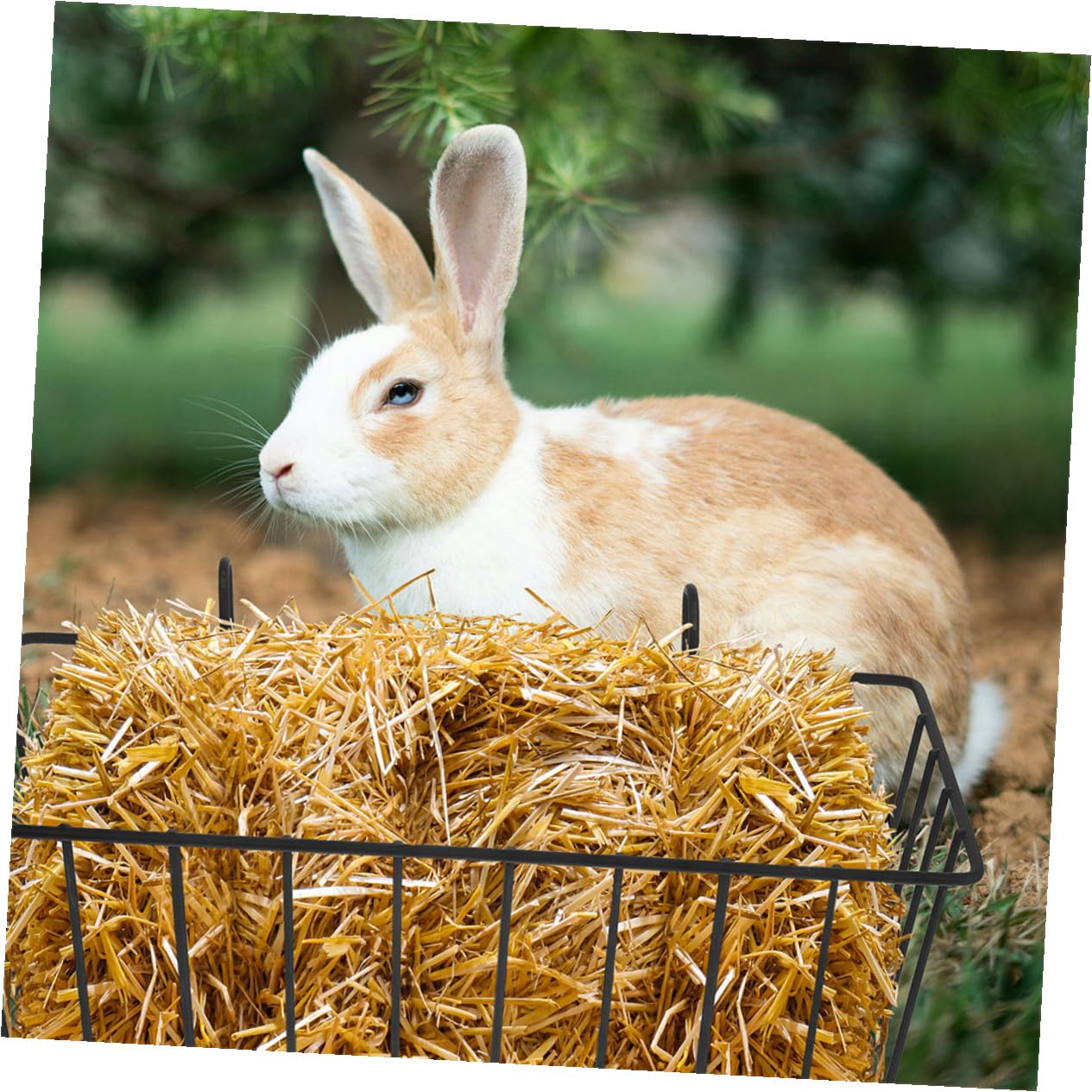 Mangeoire à Foin Suspendue pour Lapin en Fer Noir, 5 Pièces