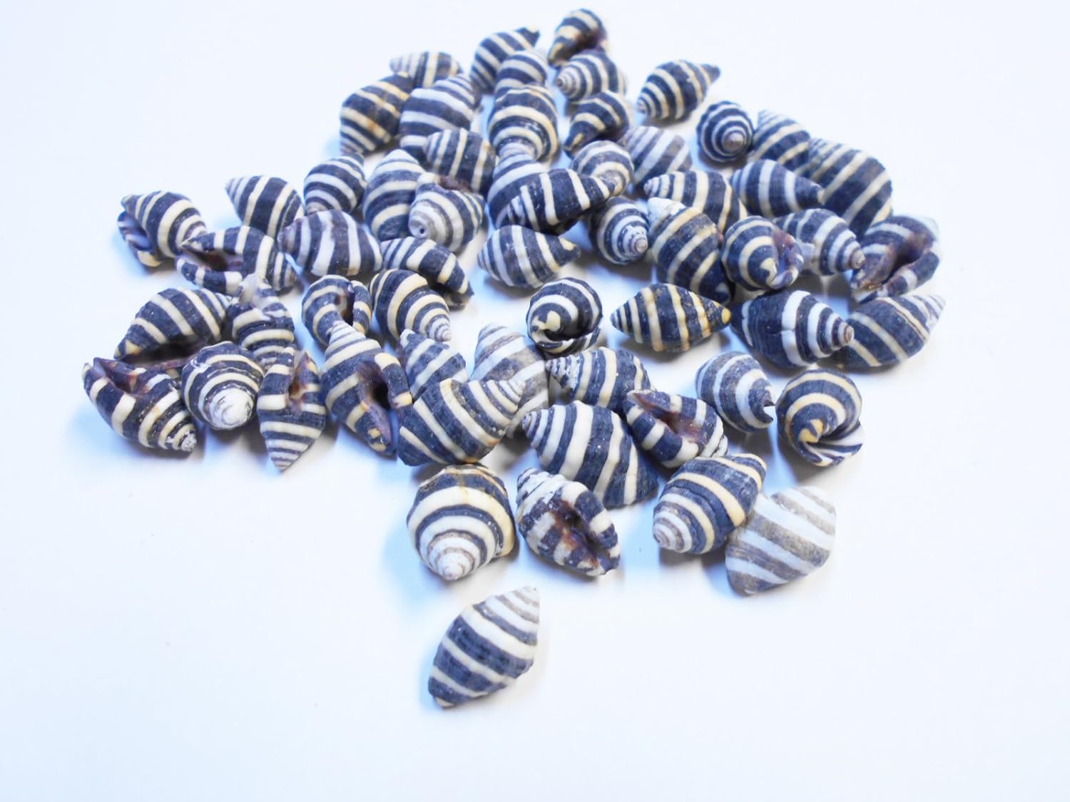 Amazon.com: 50 Tiny Bee Hive Mini Shells 1/4